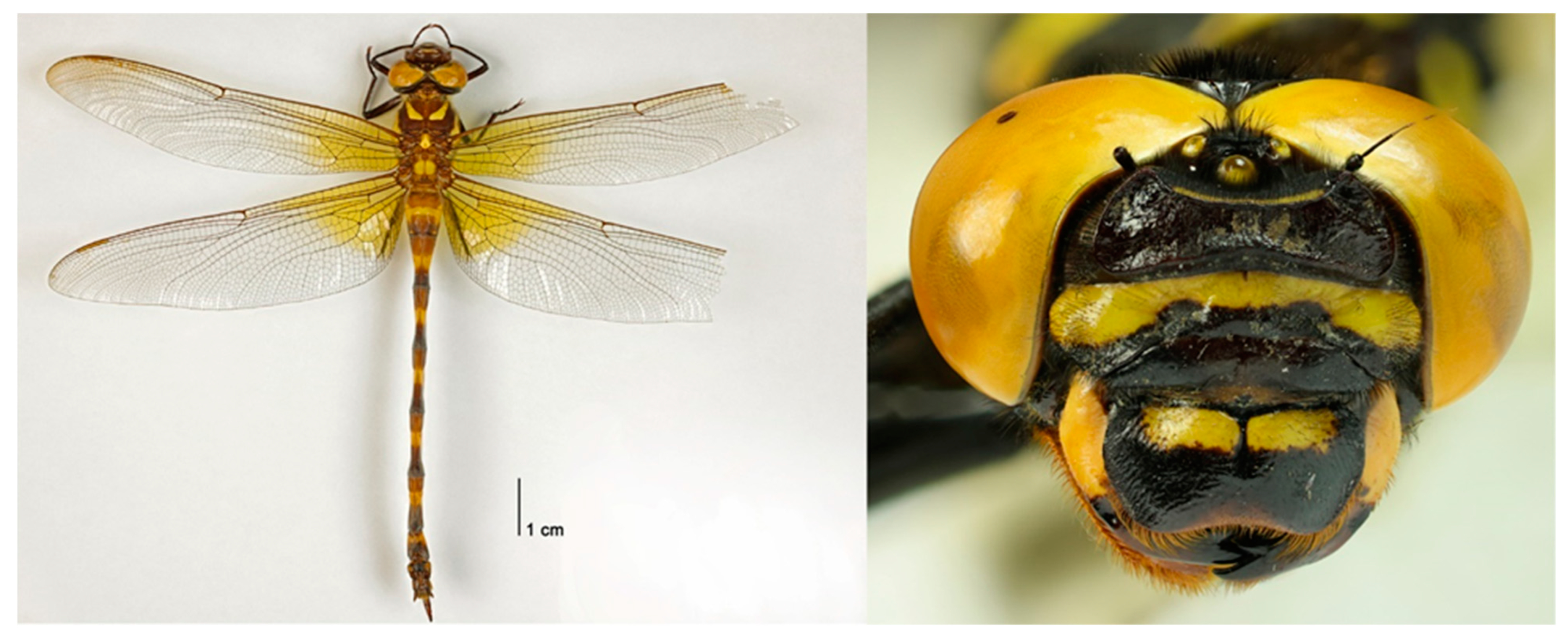 Insects 15 00622 g008