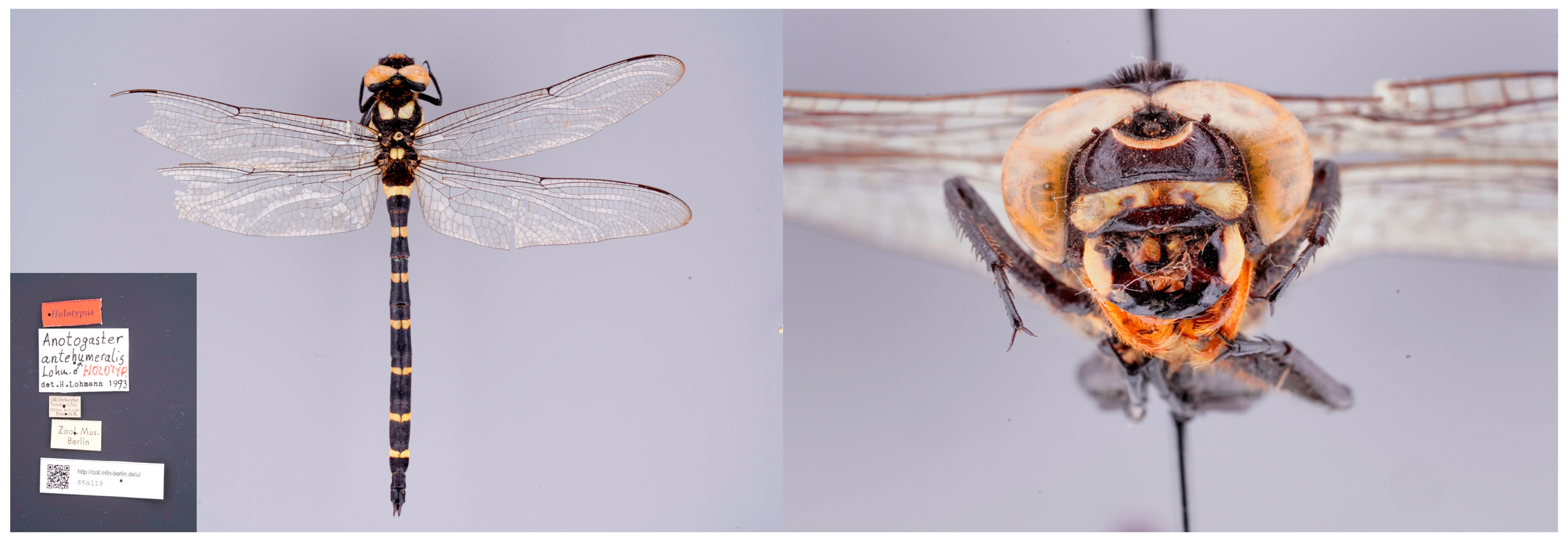 Insects 15 00622 g010