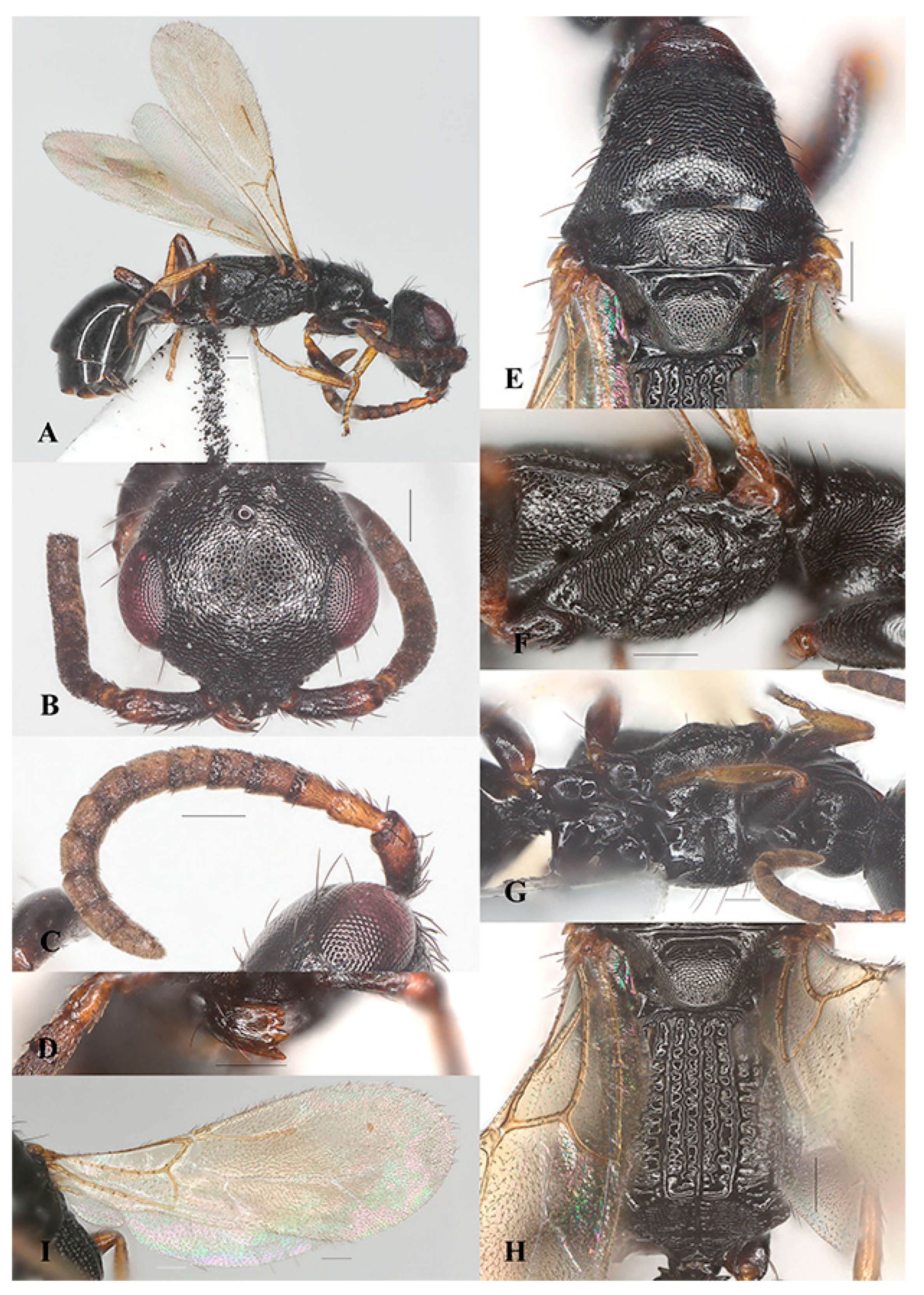 Insects 15 00627 g002 Insects 15 00627 g002