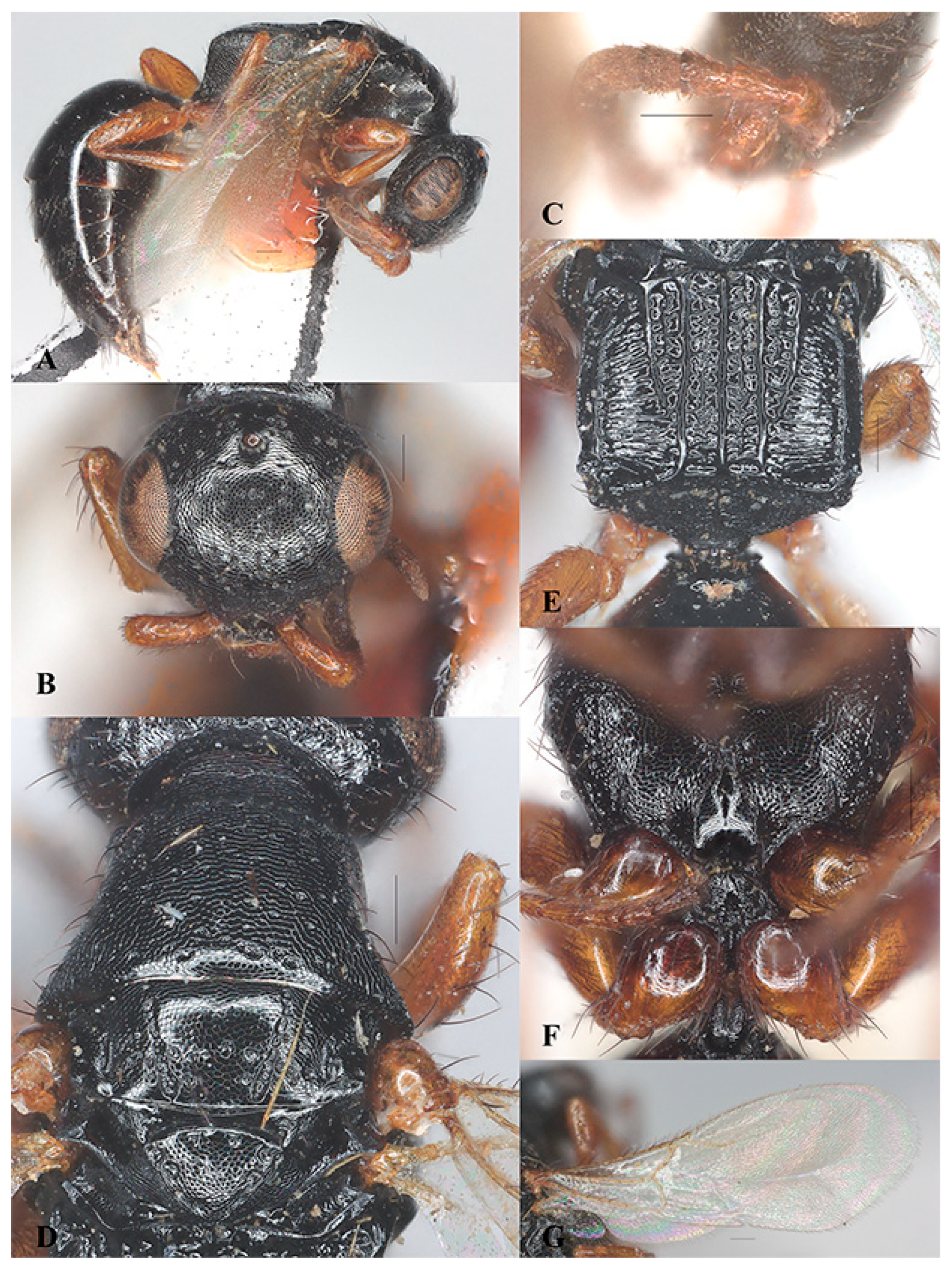 Insects 15 00627 g003 Insects 15 00627 g003