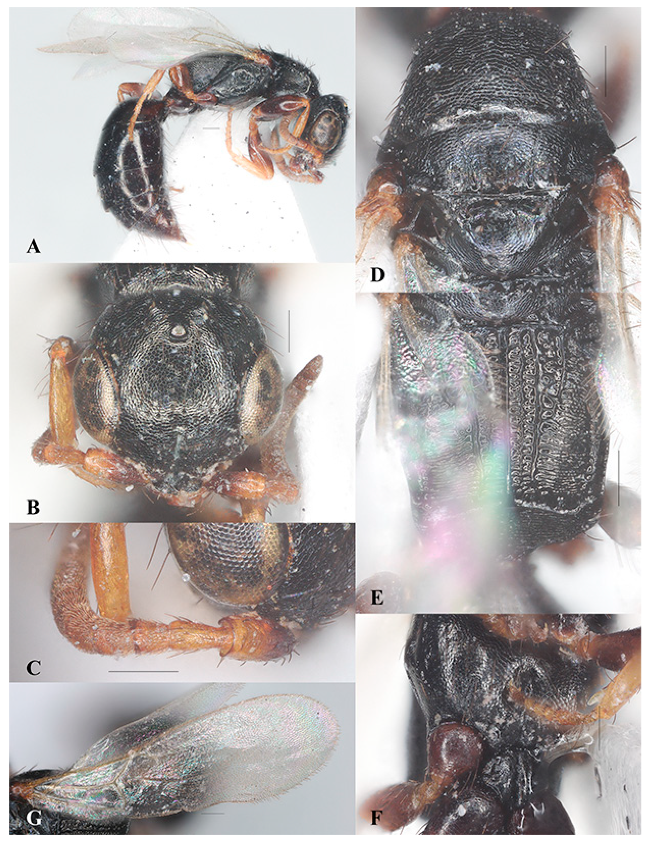 Insects 15 00627 g006 Insects 15 00627 g006