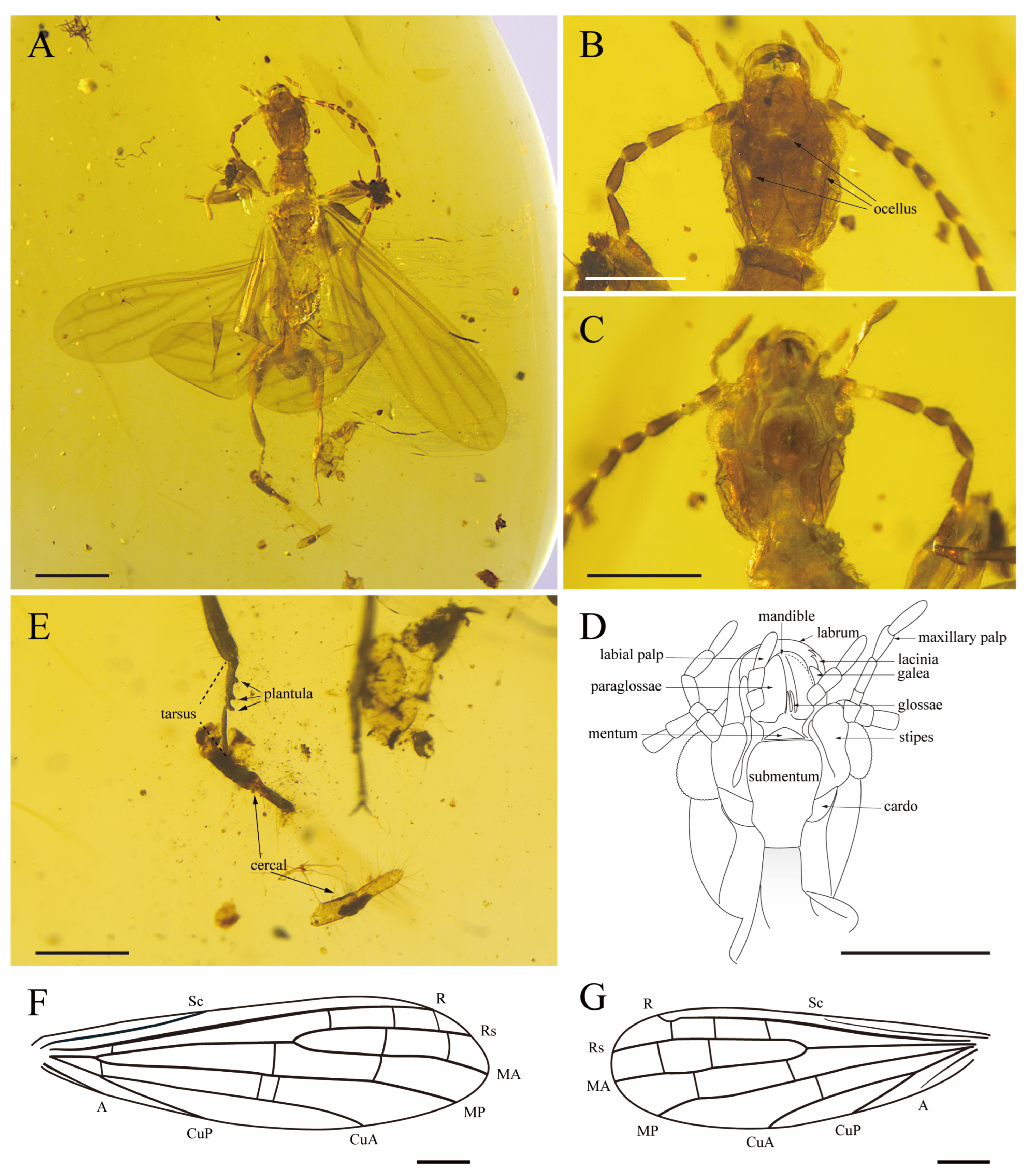 Insects 15 00636 g002 Insects 15 00636 g002