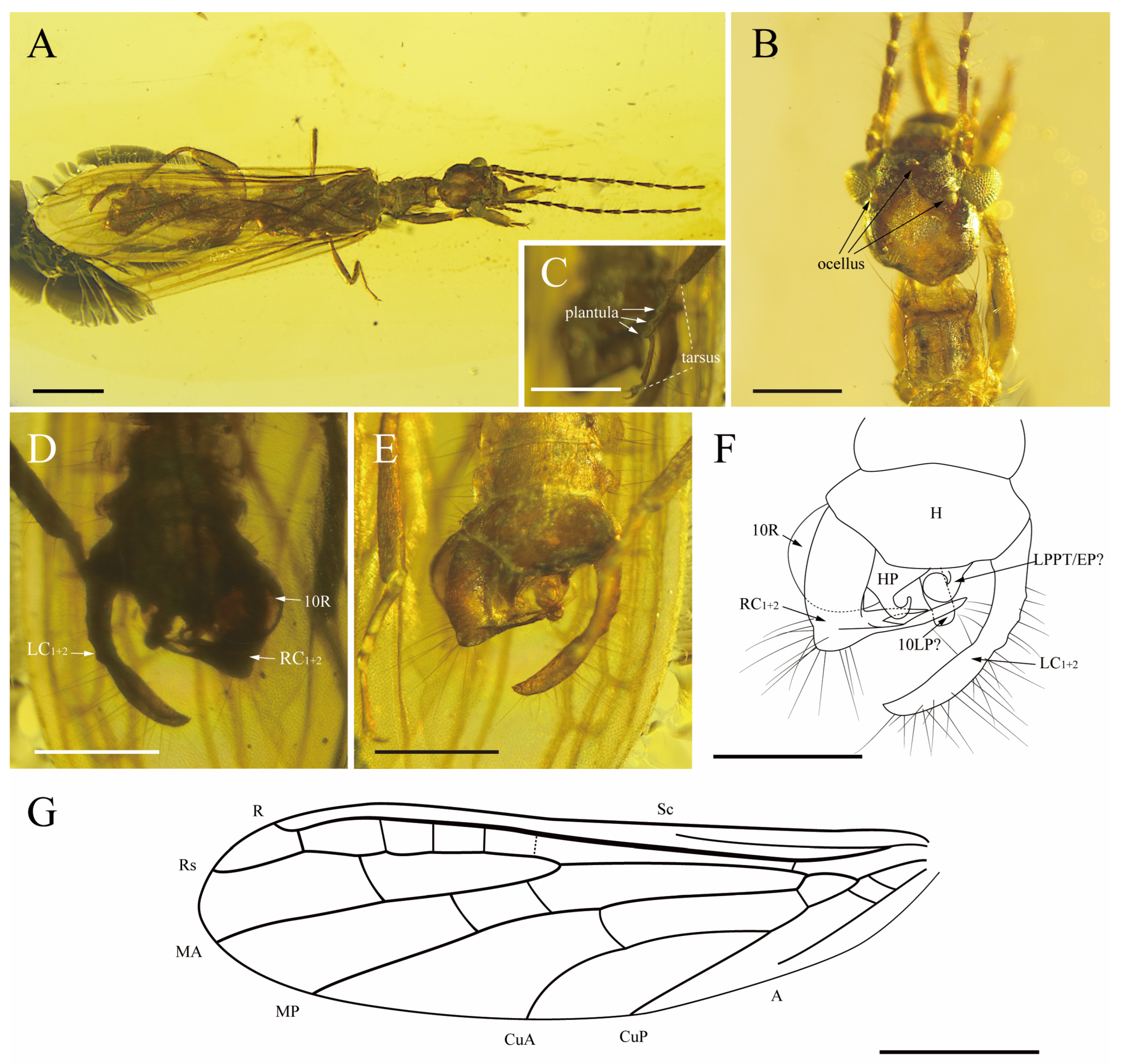 Insects 15 00636 g003 Insects 15 00636 g003