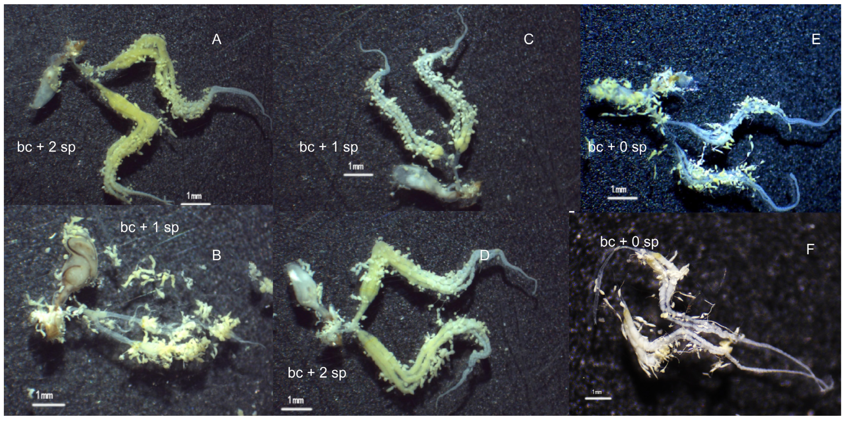 Insects 15 00637 g002