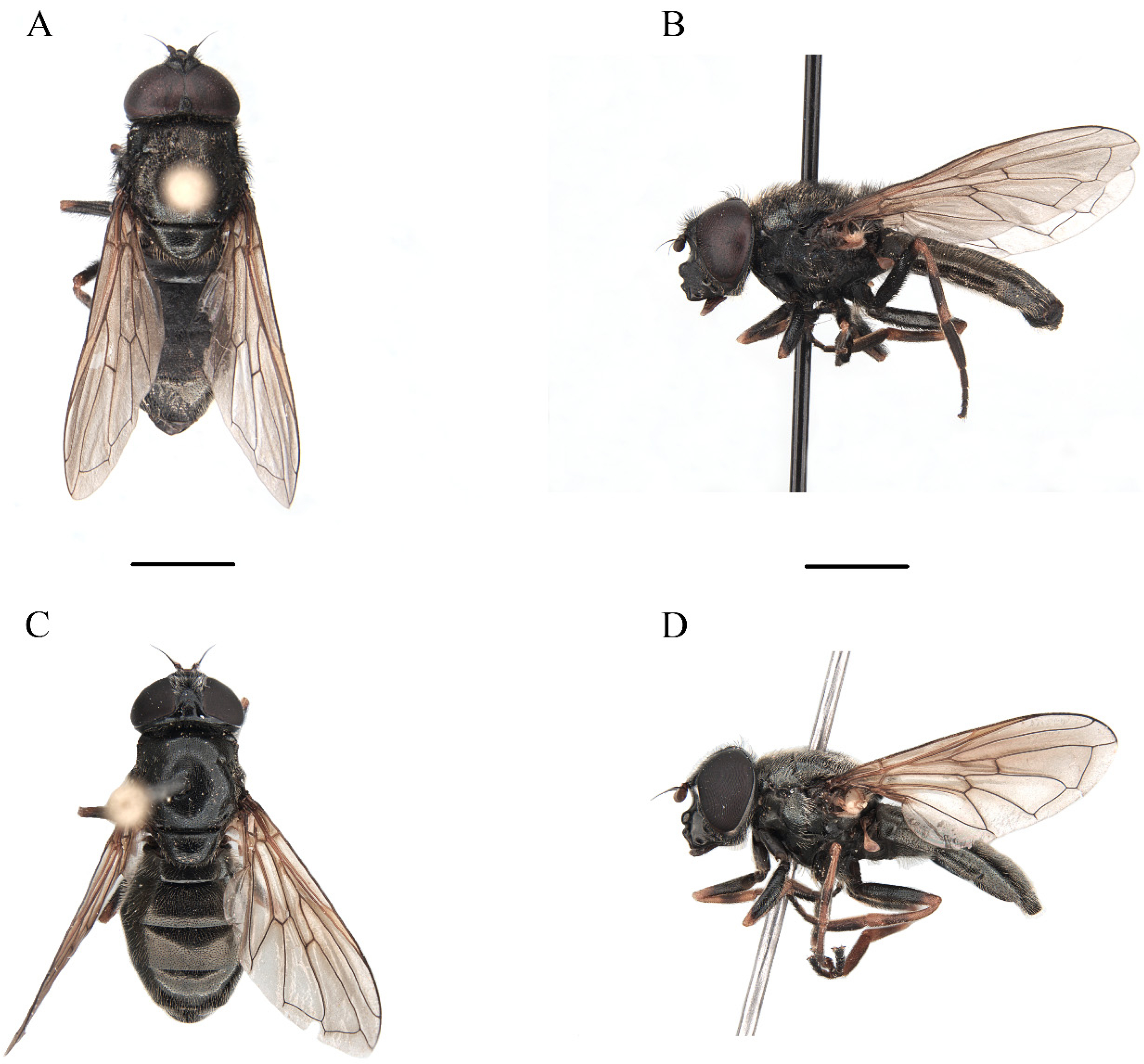 Insects 15 00640 g005