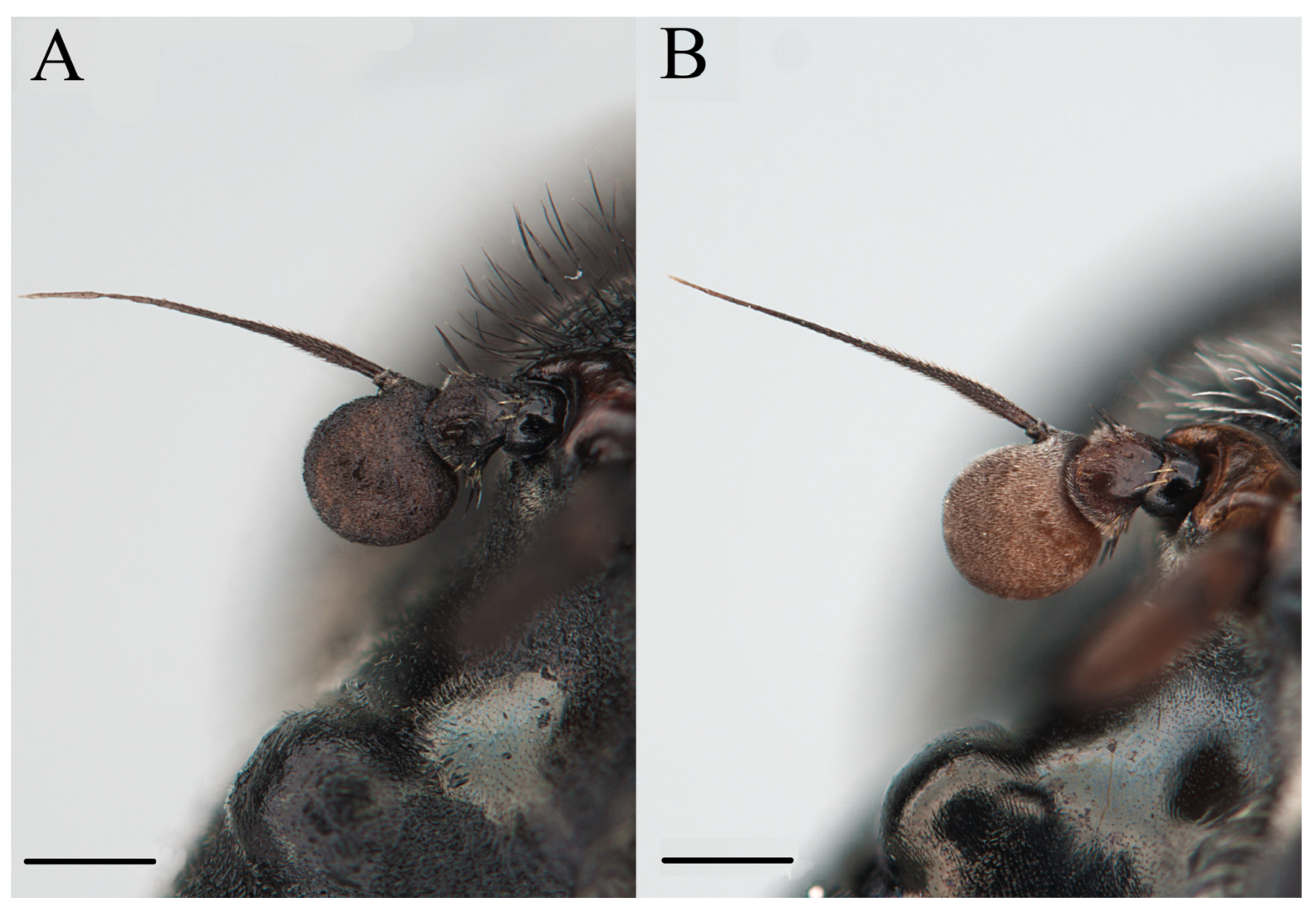 Insects 15 00640 g006