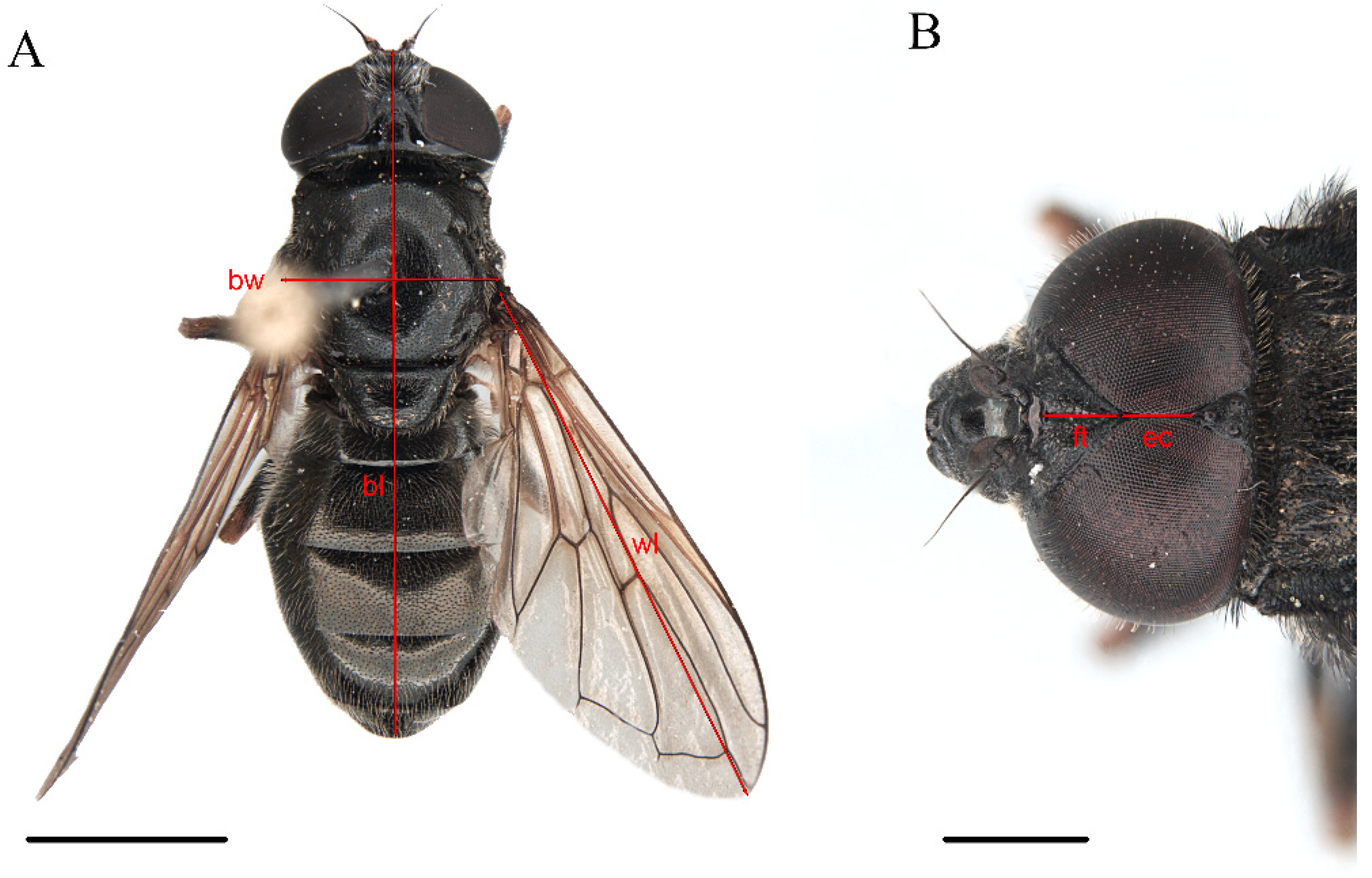 Insects 15 00640 g007