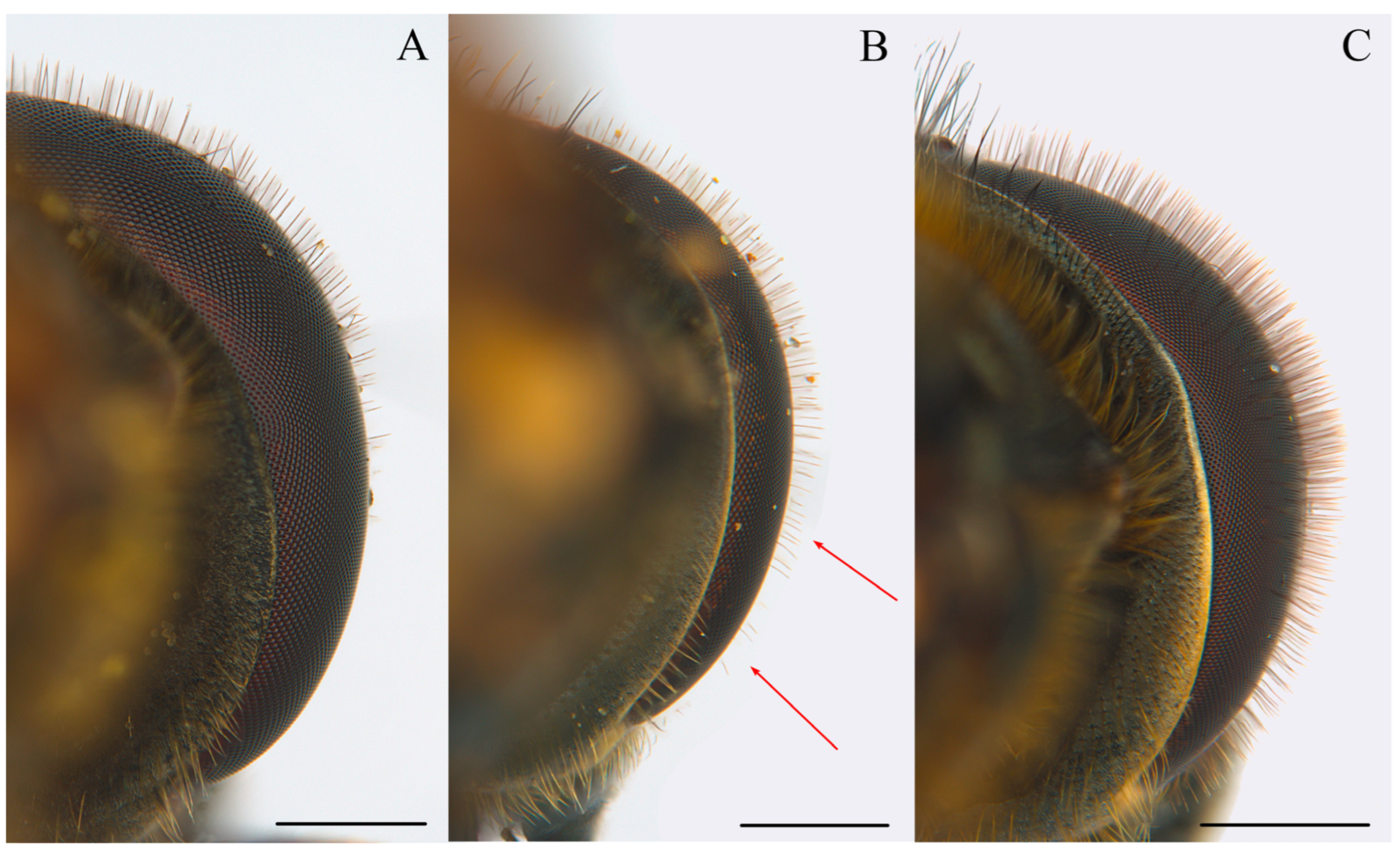 Insects 15 00640 g013