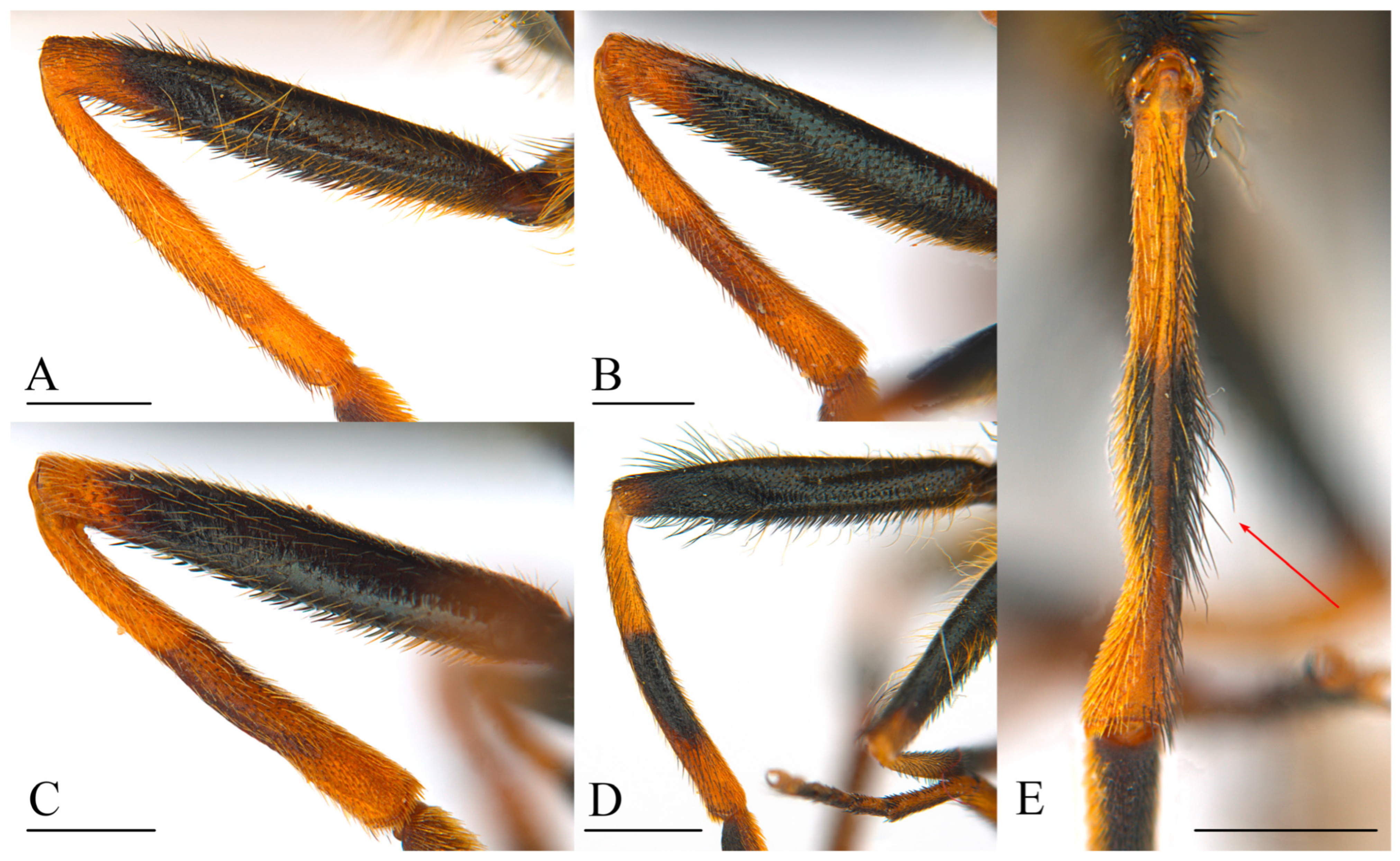 Insects 15 00640 g014