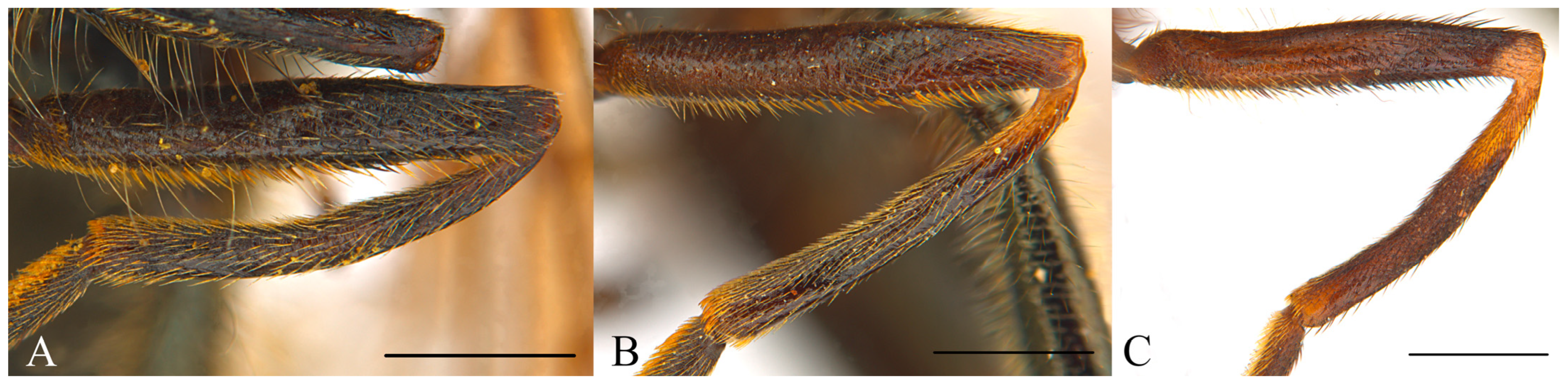 Insects 15 00640 g015