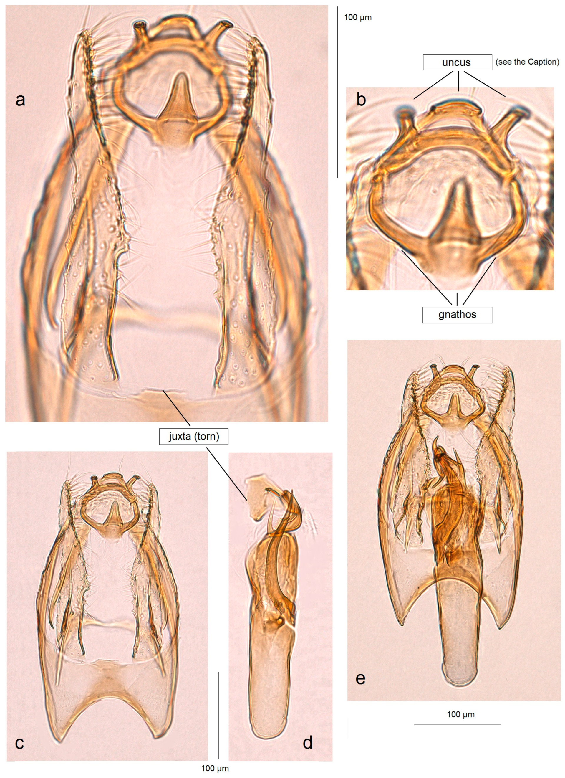 Insects 15 00641 g008