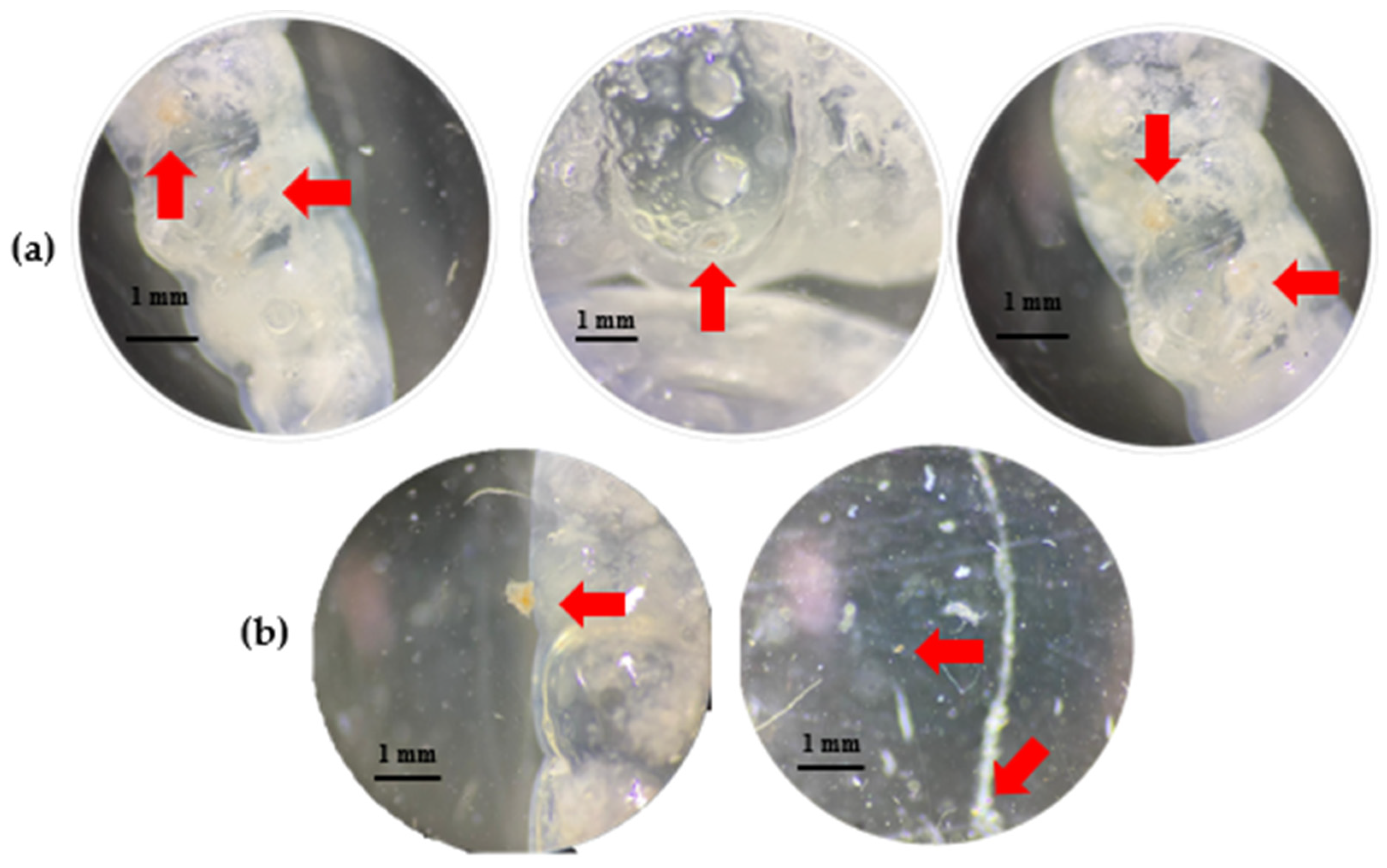 Insects 15 00645 g004