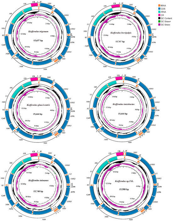 Characteristics and Comparative Analysis of Six Mitogenomes of Genus ...