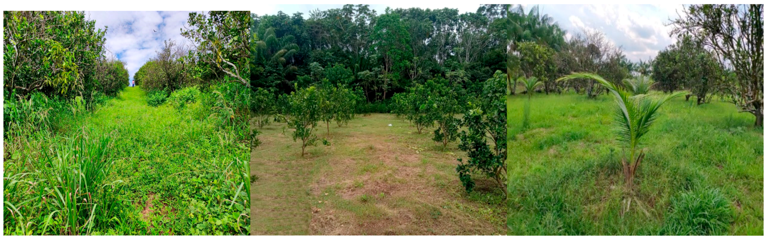 Insects 15 00649 g001 Insects 15 00649 g001