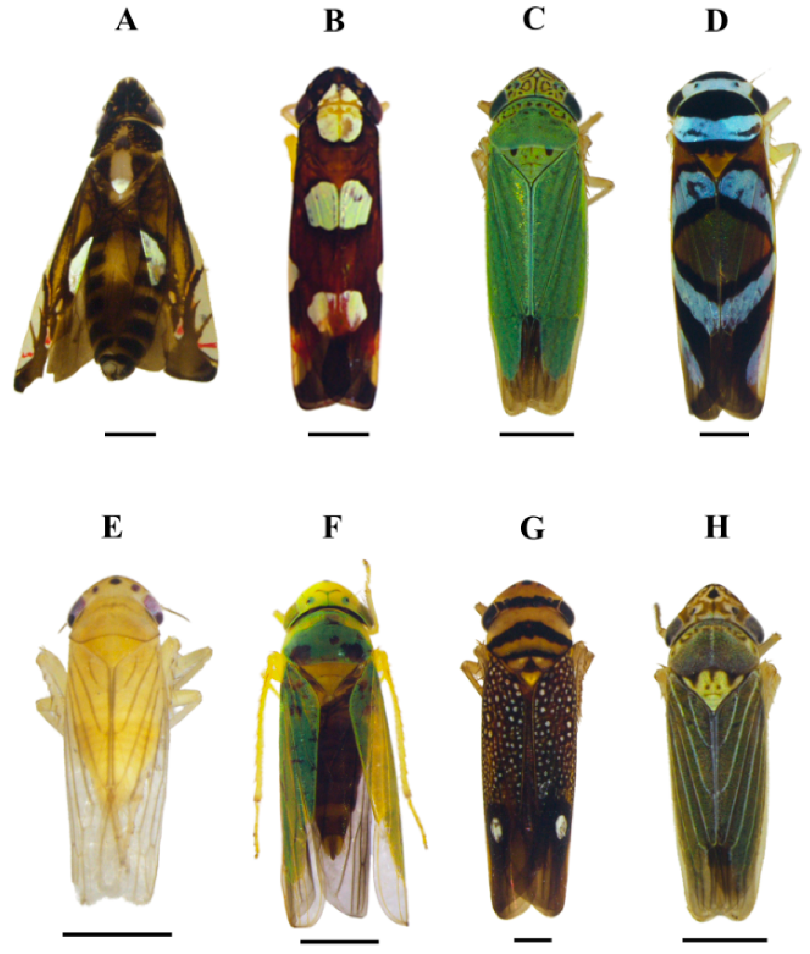 Insects 15 00649 g003 Insects 15 00649 g003