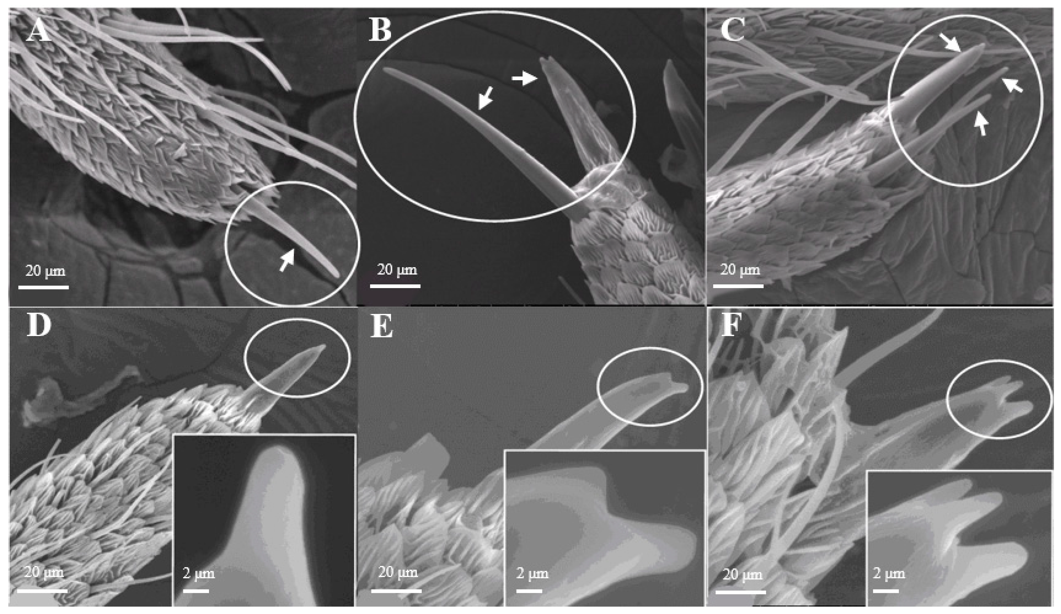 Insects 15 00655 g003