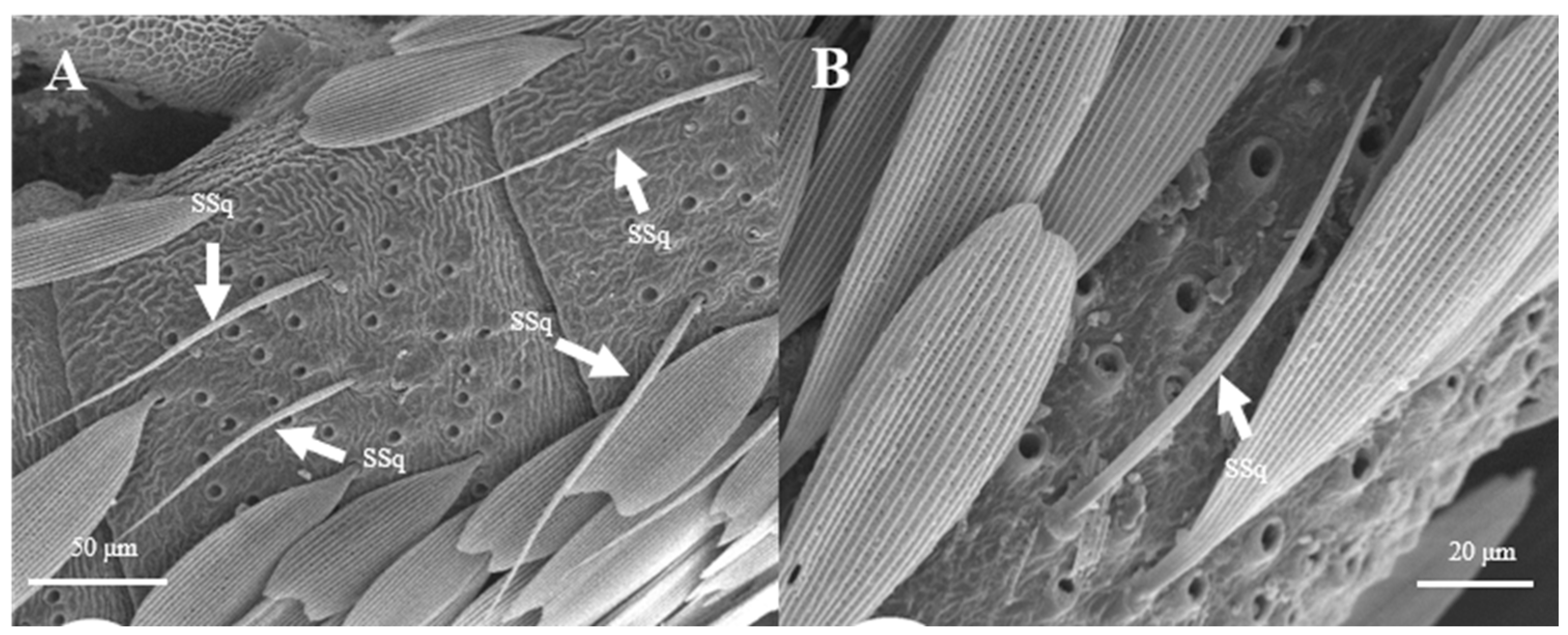 Insects 15 00655 g014