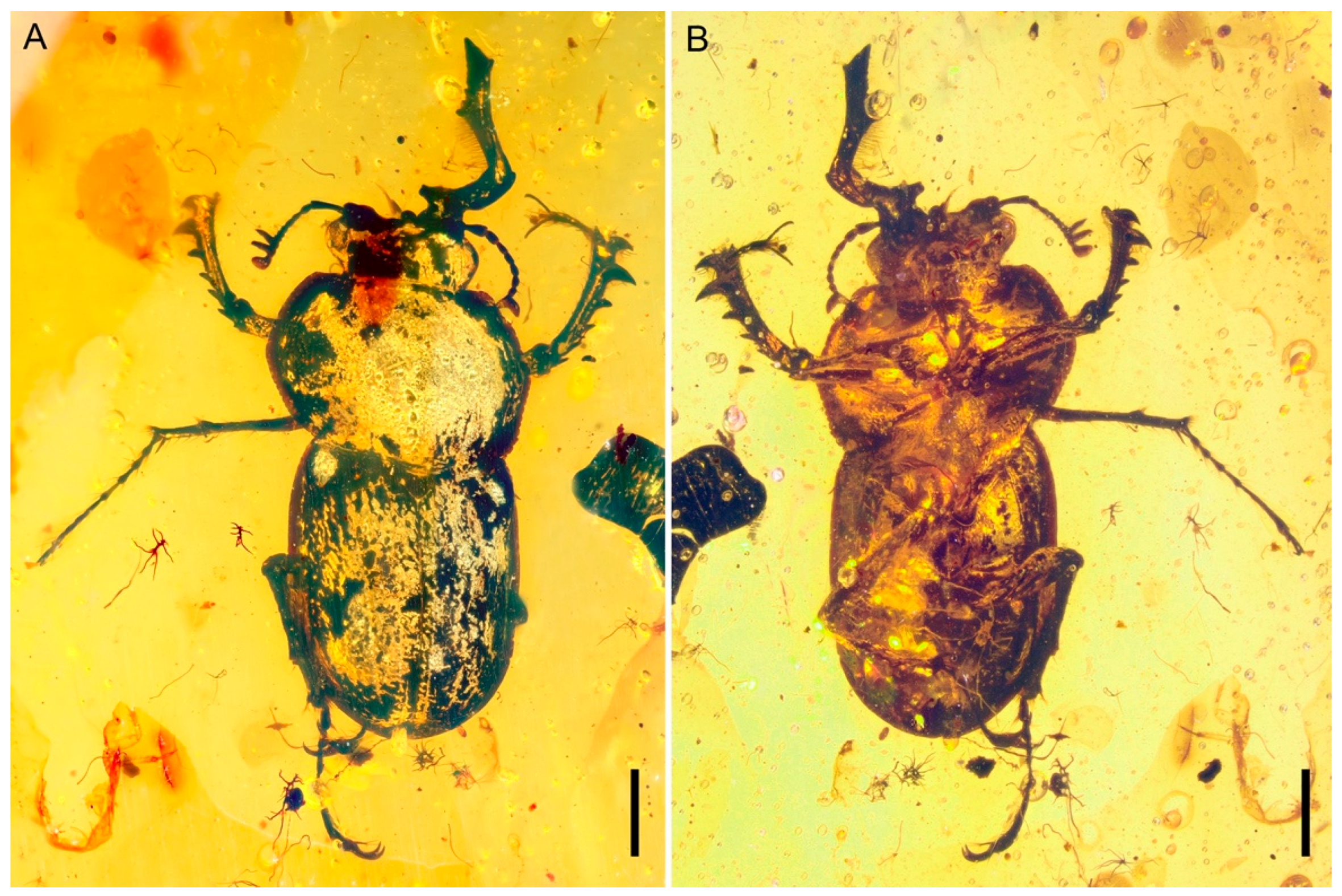 Insects 15 00658 g001 Insects 15 00658 g001