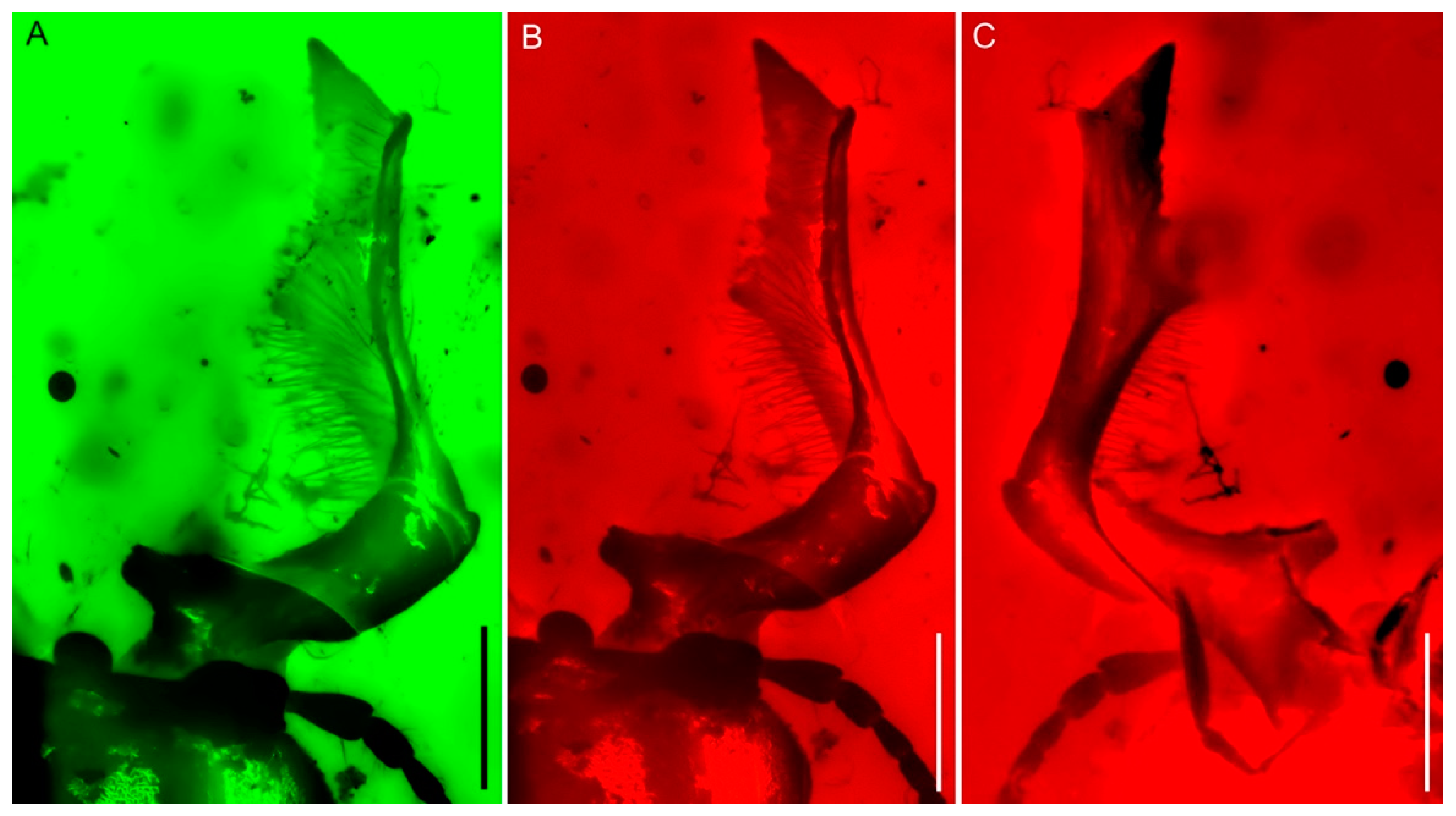 Insects 15 00658 g004 Insects 15 00658 g004