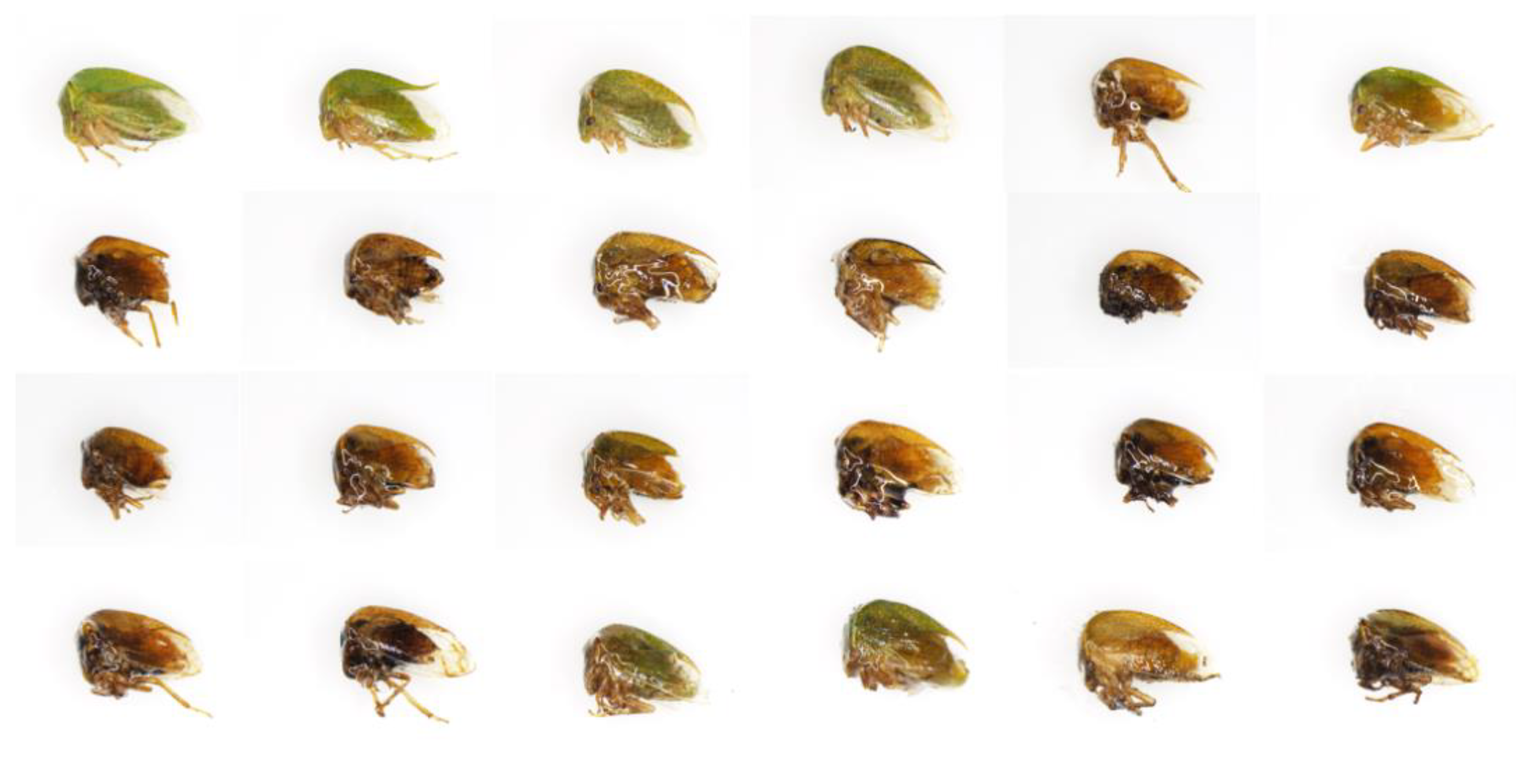 Insects 15 00664 g004 Insects 15 00664 g004