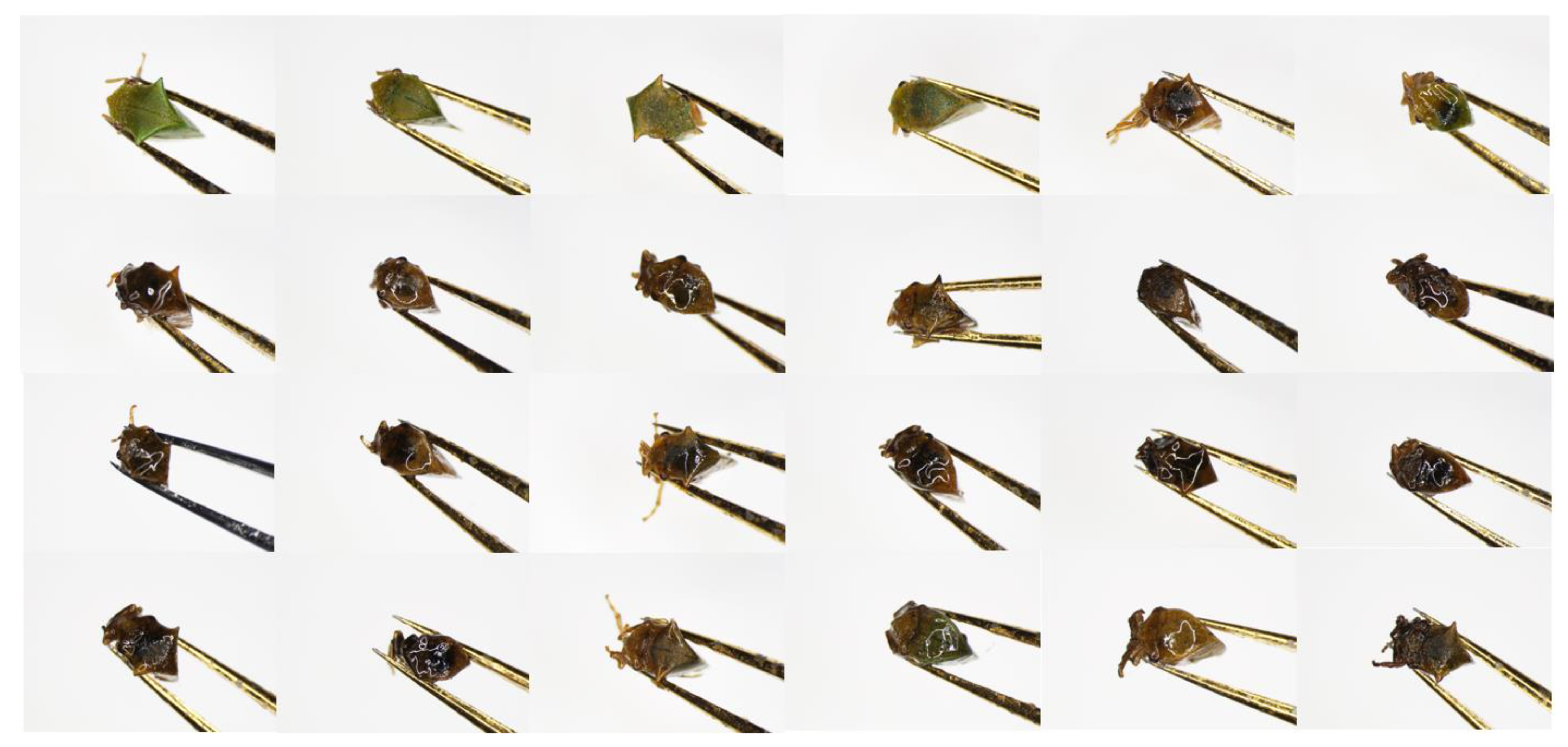 Insects 15 00664 g006 Insects 15 00664 g006