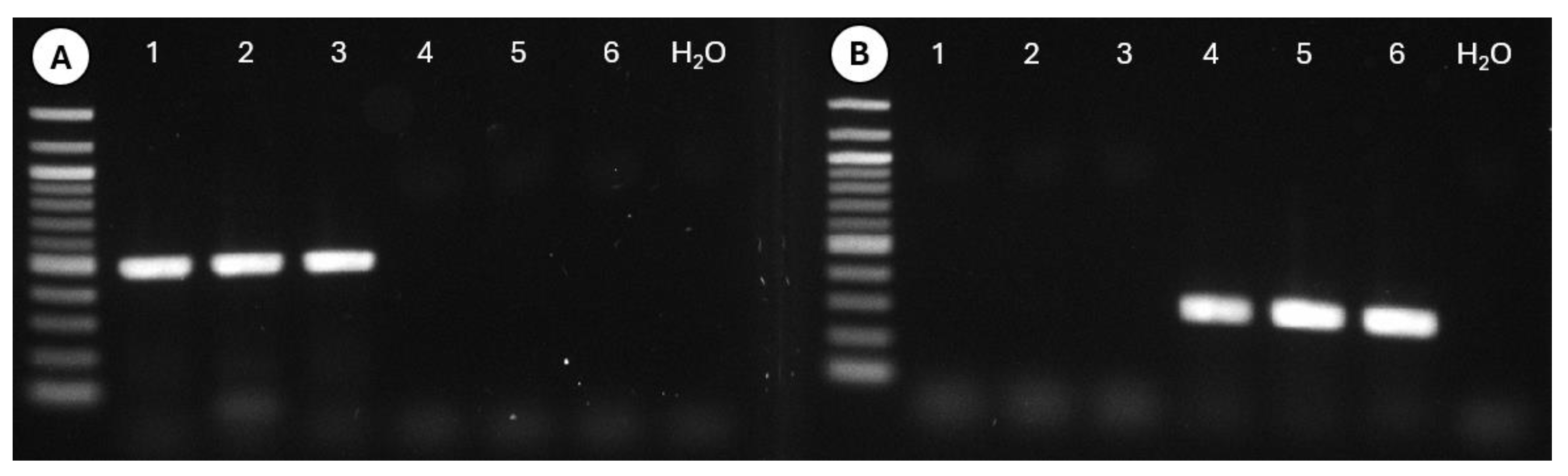 Insects 15 00664 g009 Insects 15 00664 g009