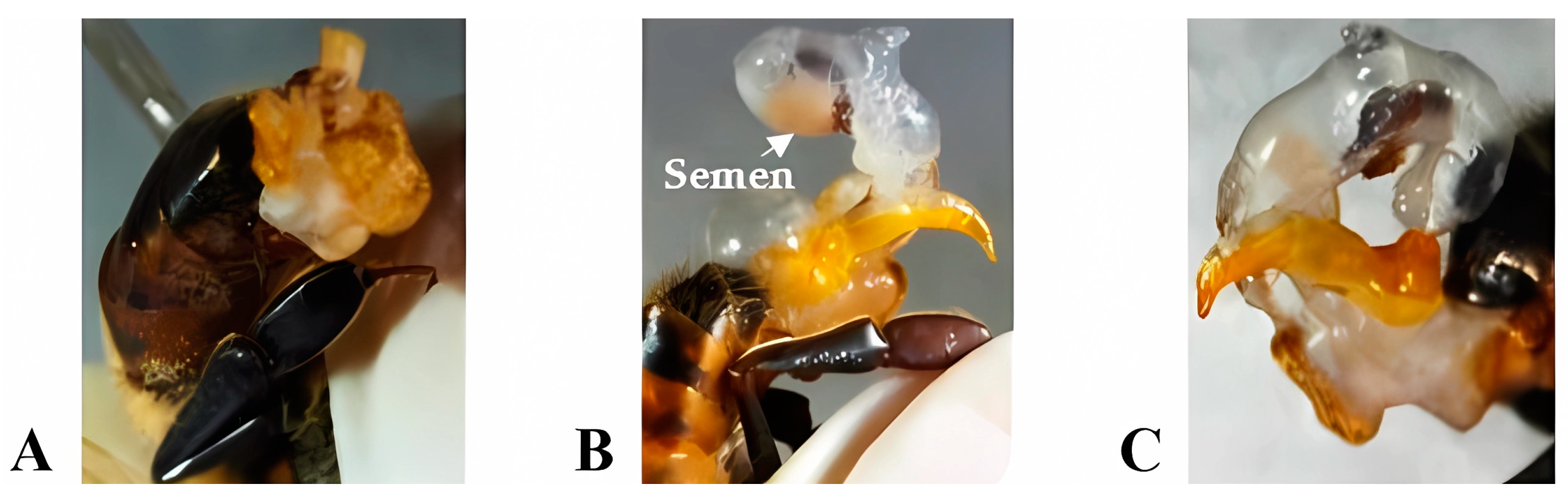 Insects 15 00676 g001