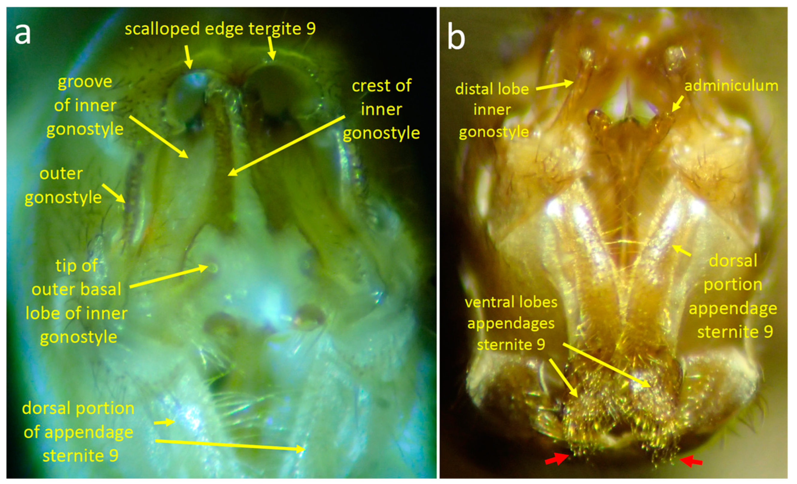 Insects 15 00680 g002