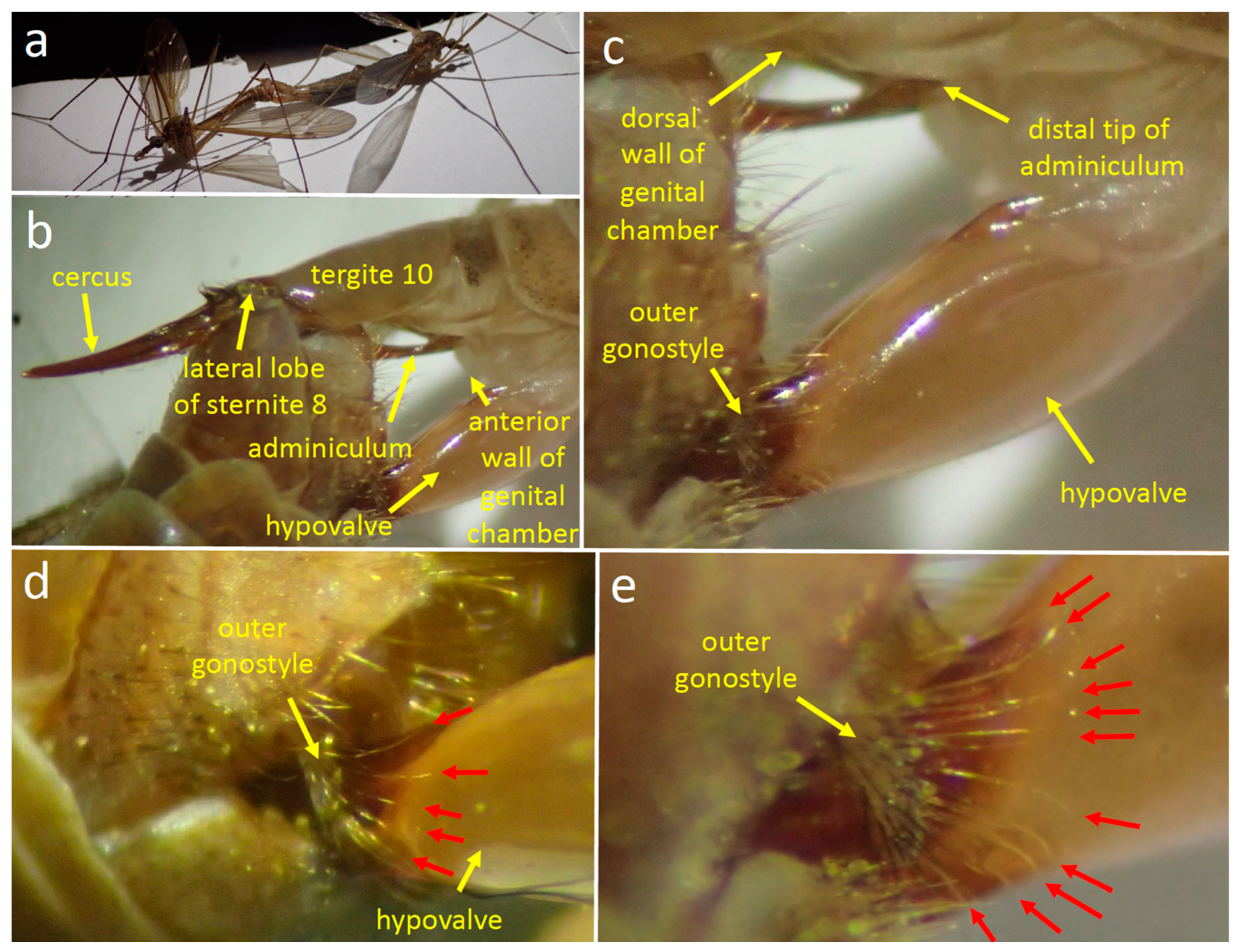 Insects 15 00680 g004