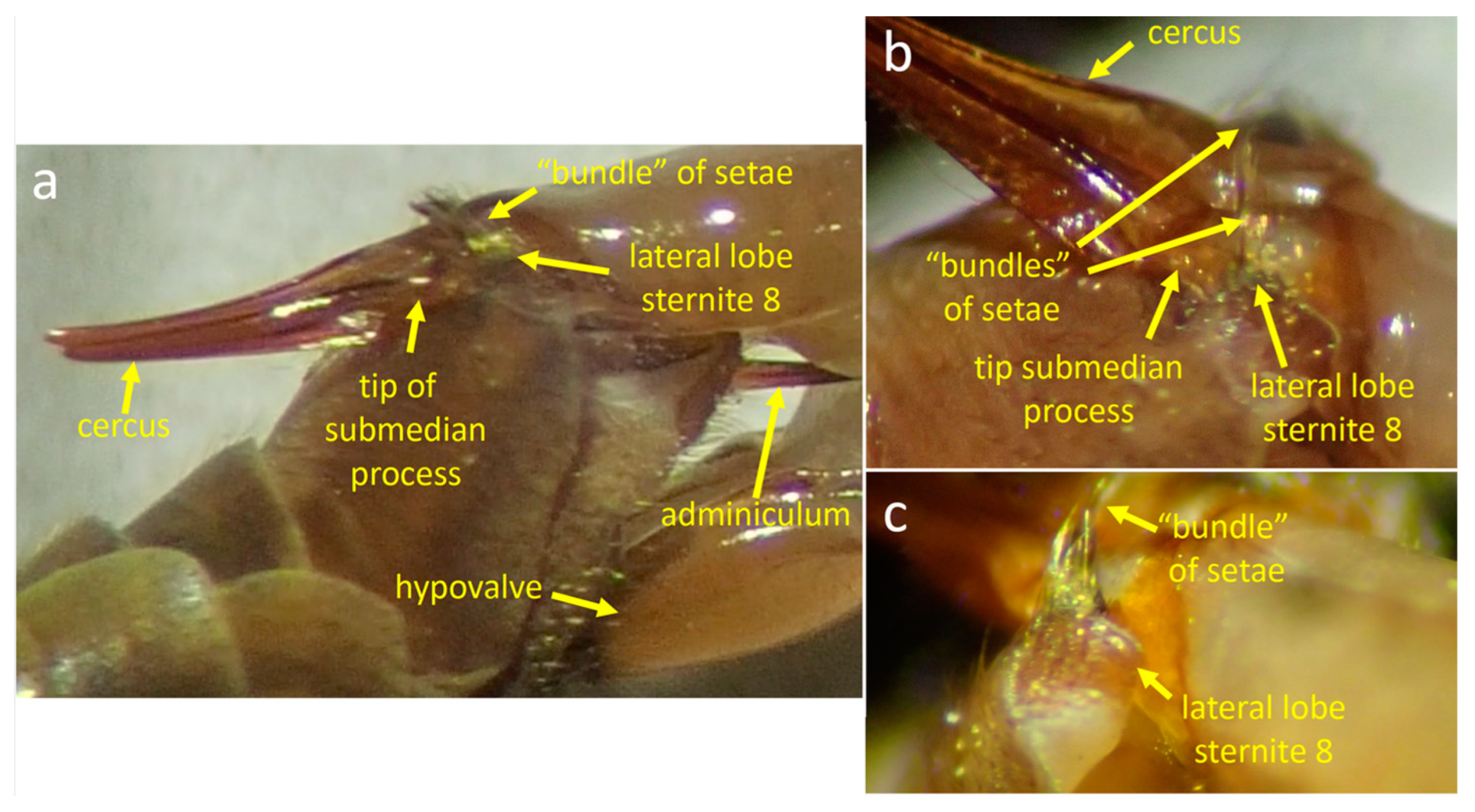 Insects 15 00680 g005