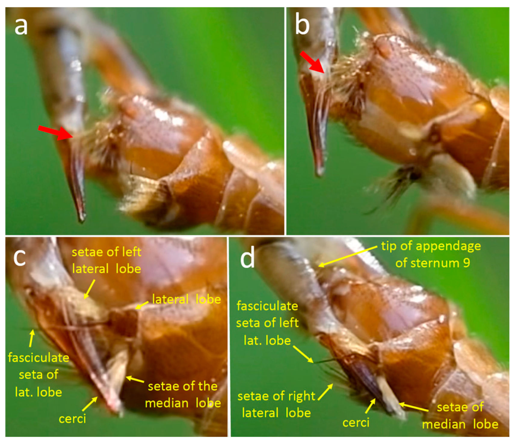 Insects 15 00680 g013