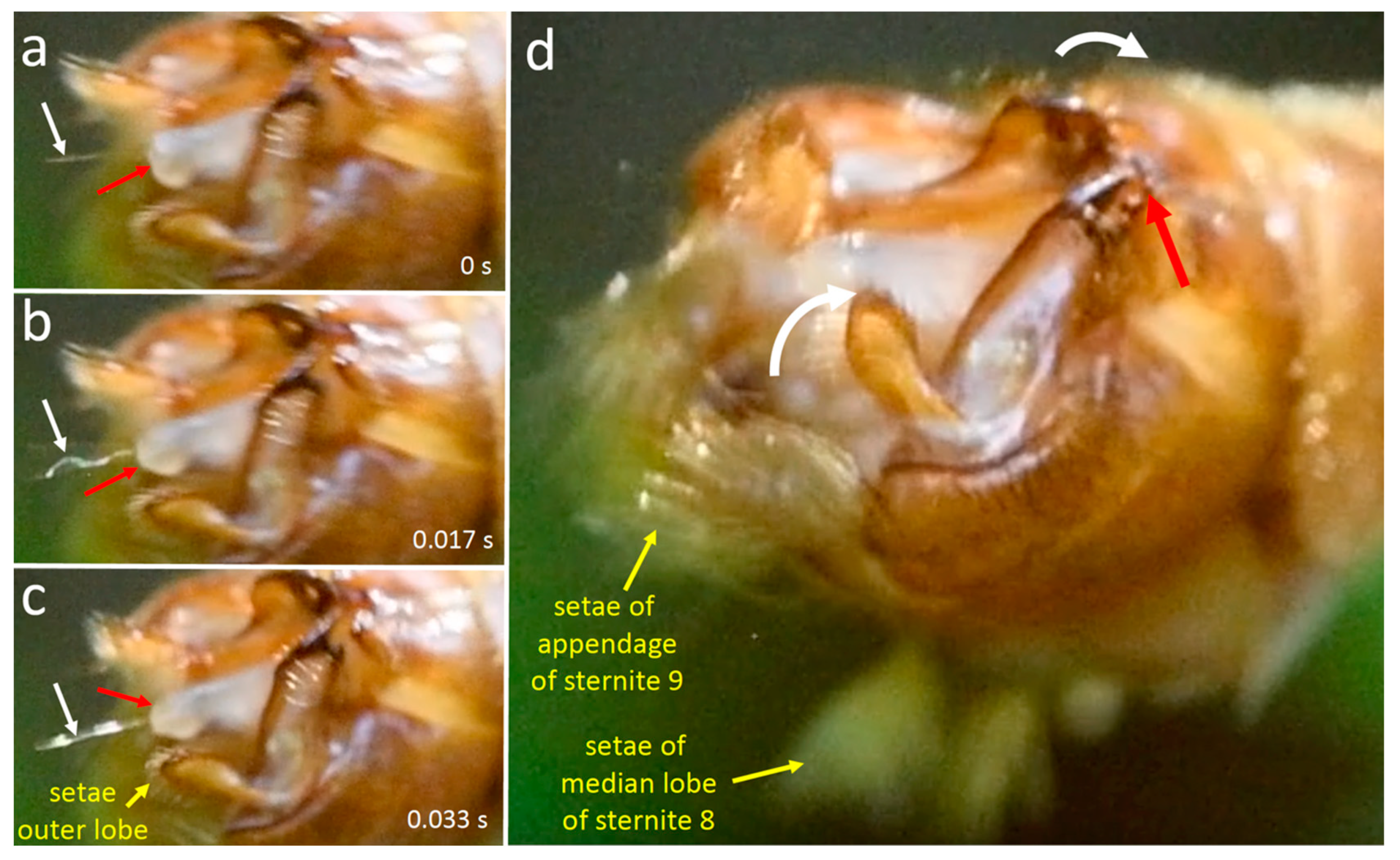 Insects 15 00680 g017