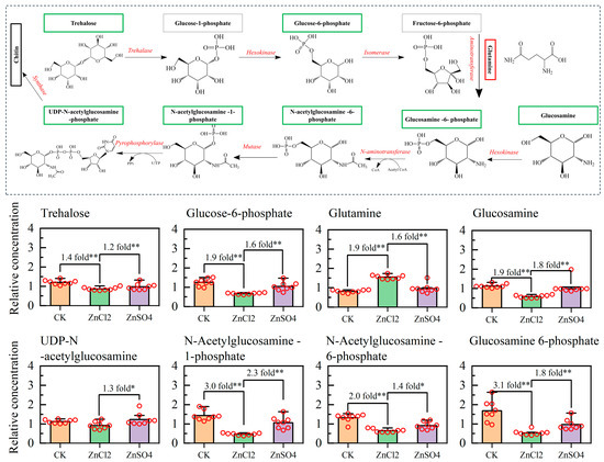 Effects of Dietary Zinc Chloride and Zinc Sulfate on Life History  Performance and Hemolymph Metabolism of Spodoptera litura (Lepidoptera:  Noctuidae)