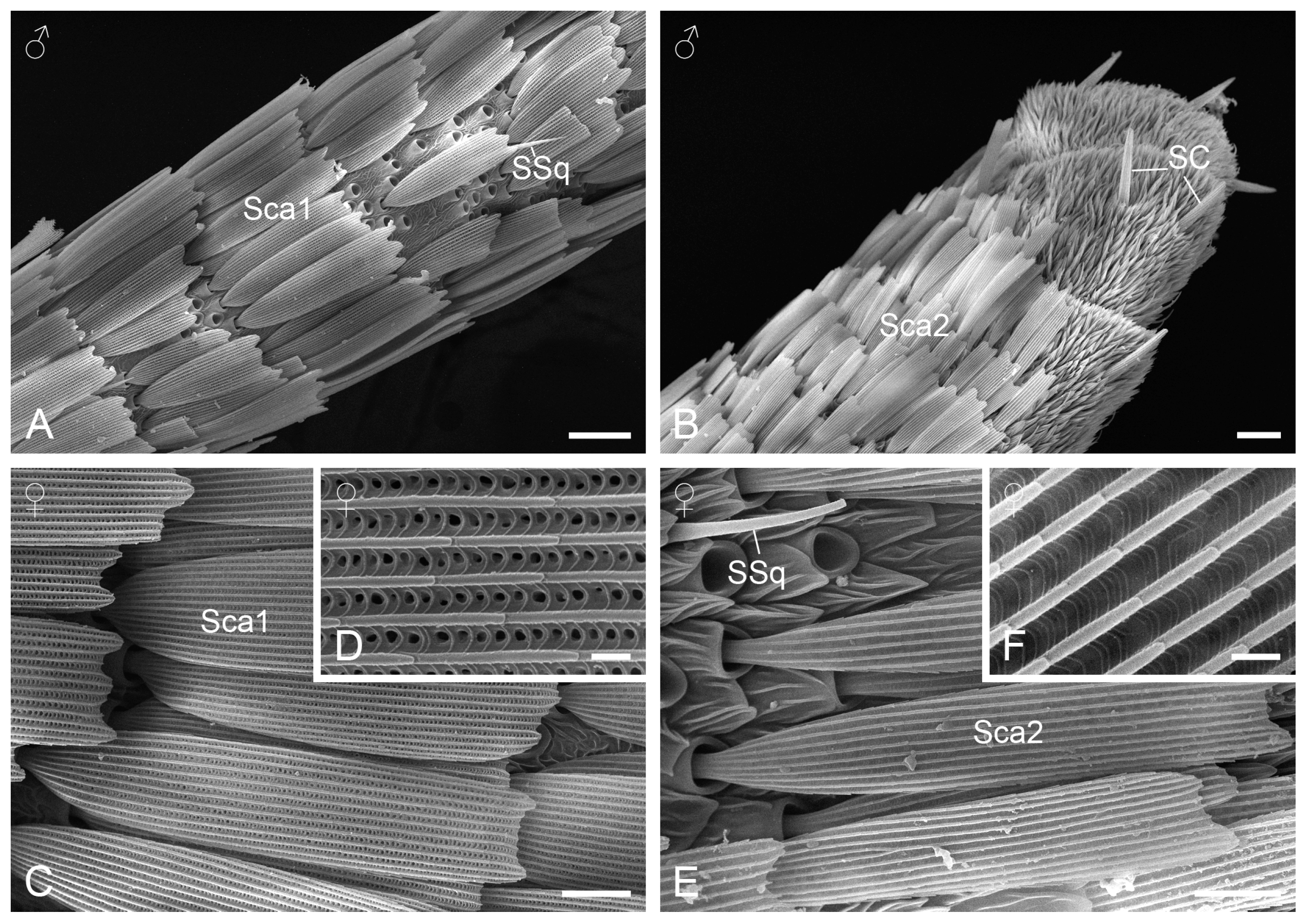 Insects 15 00698 g002