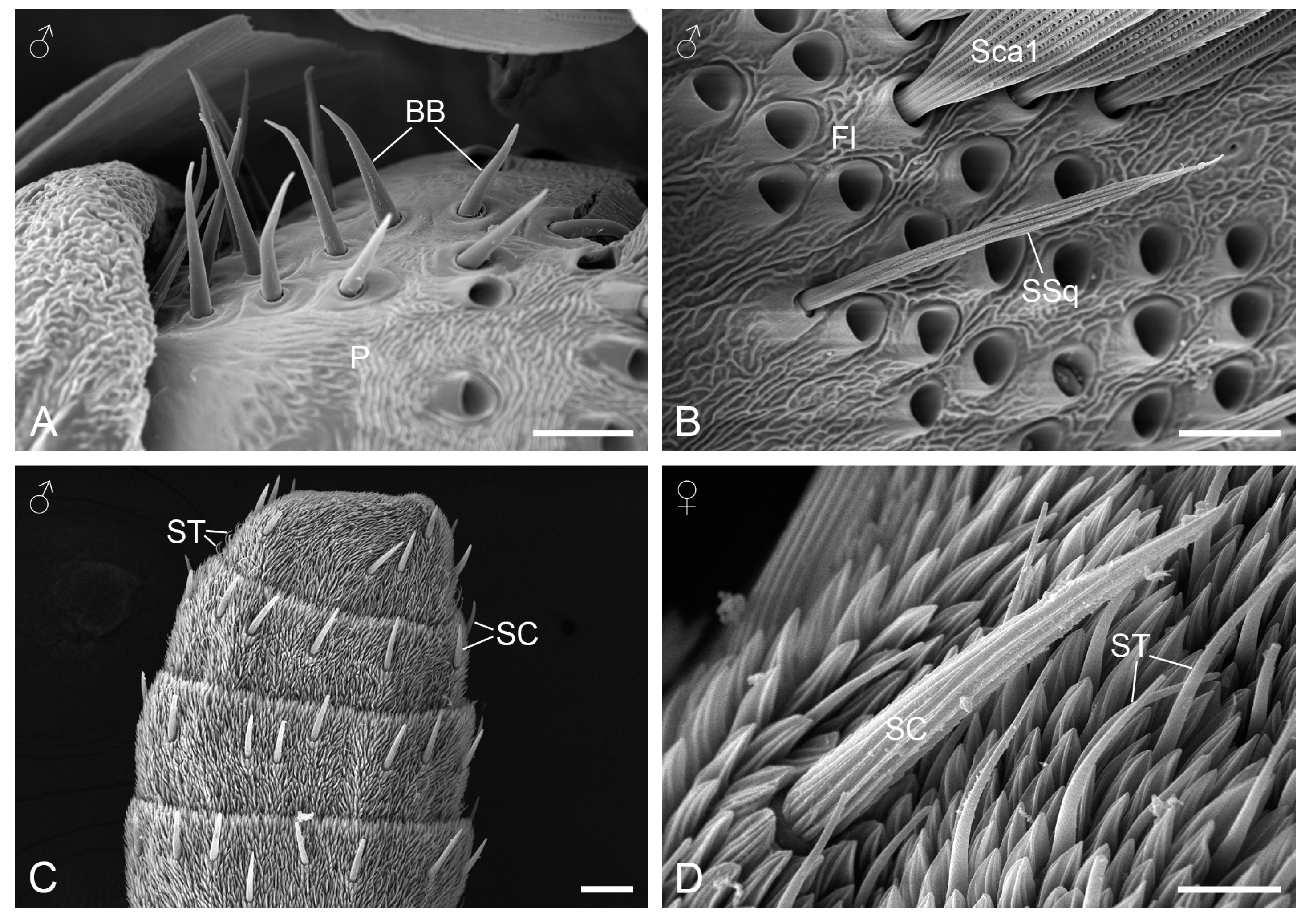 Insects 15 00698 g003