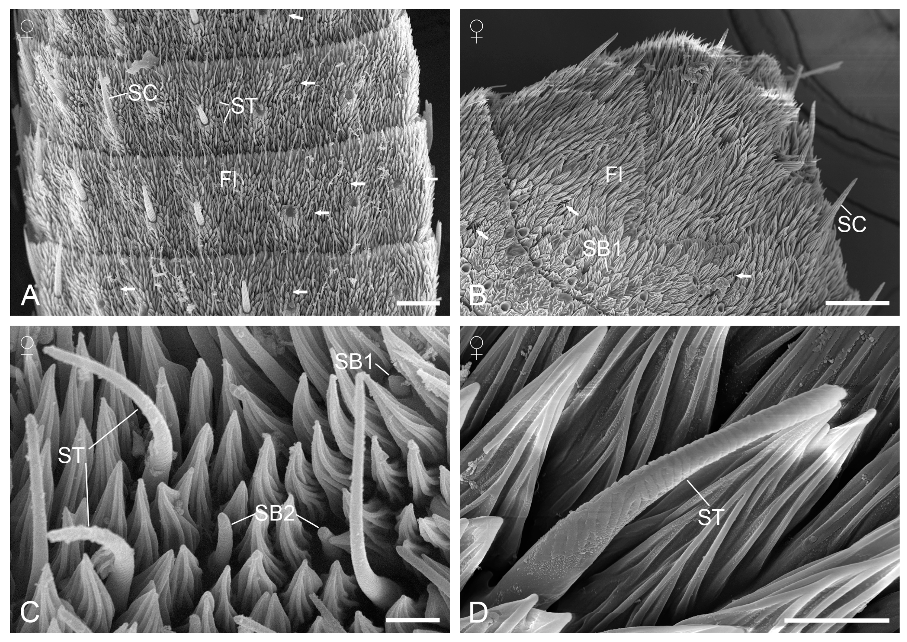 Insects 15 00698 g004