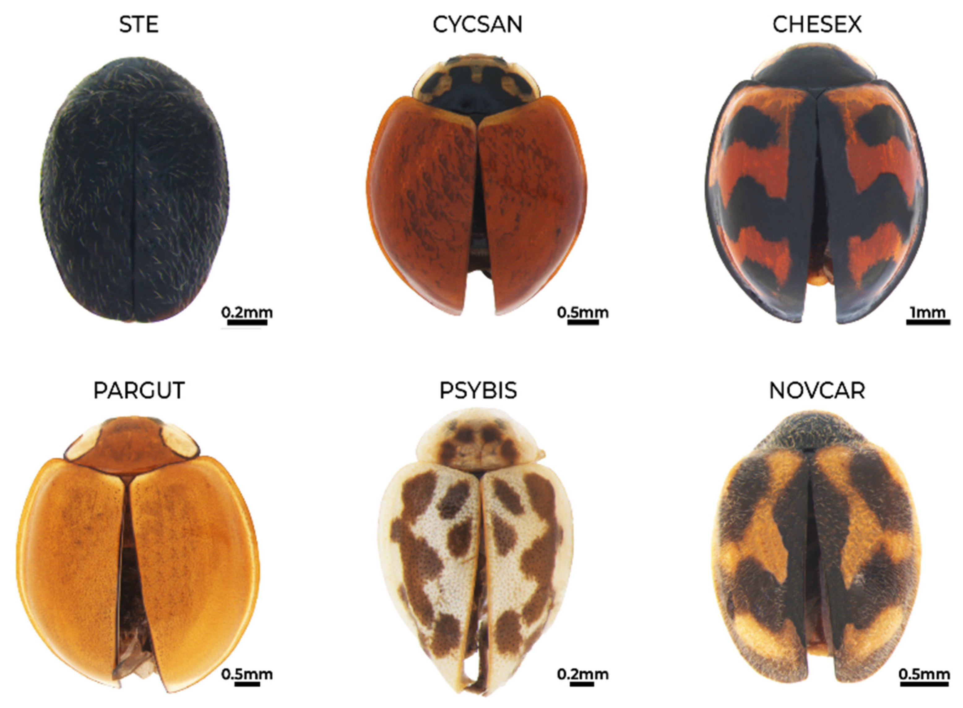 Insects 15 00725 g005