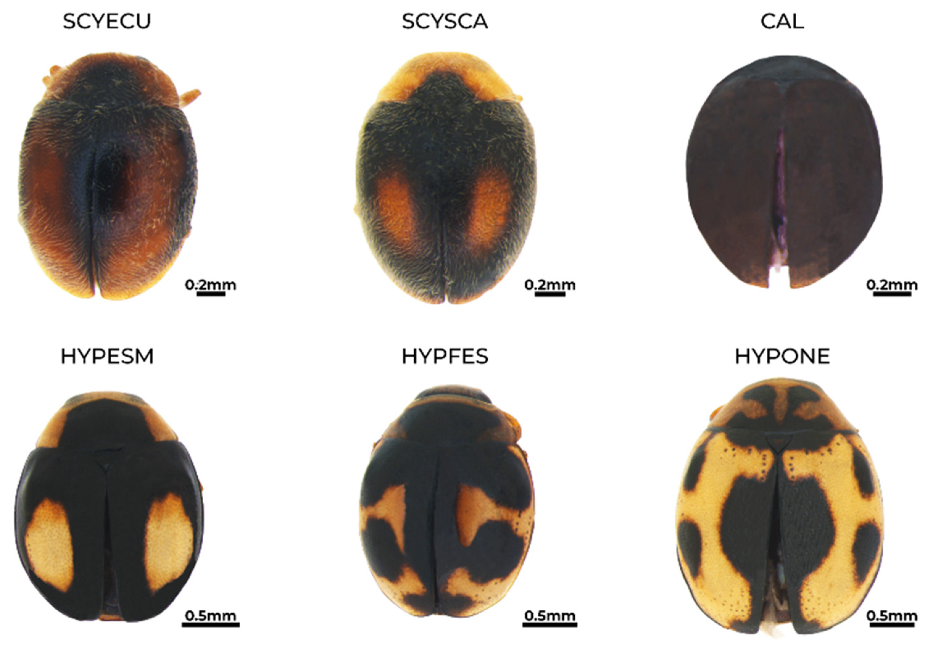 Insects 15 00725 g007