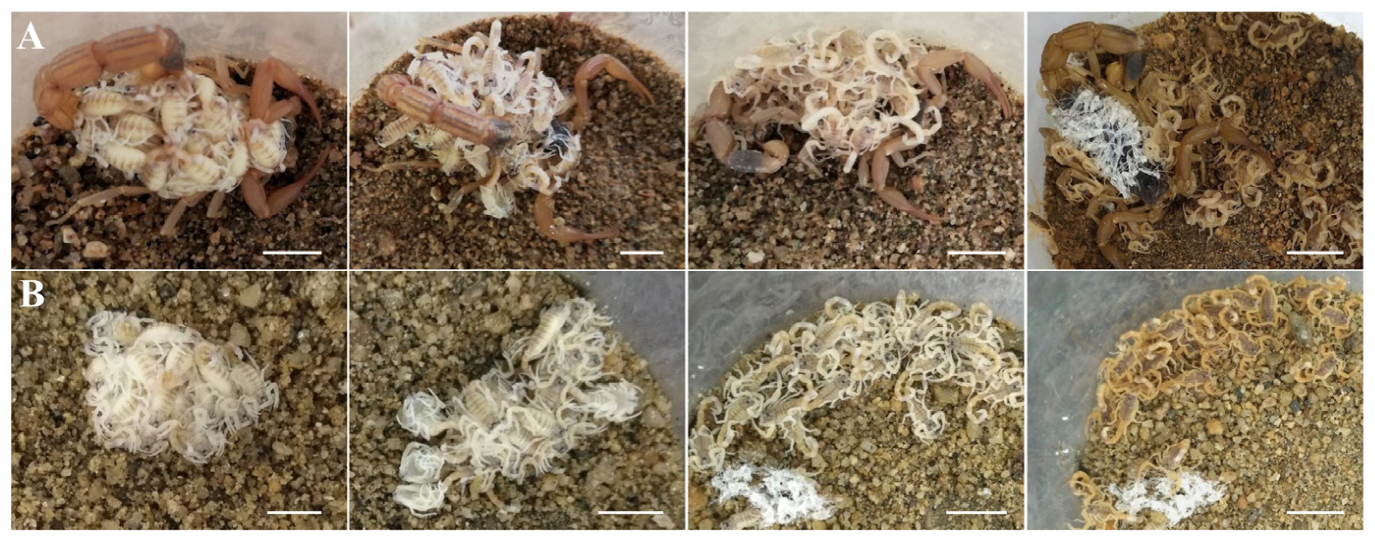 Insects 15 00726 g001