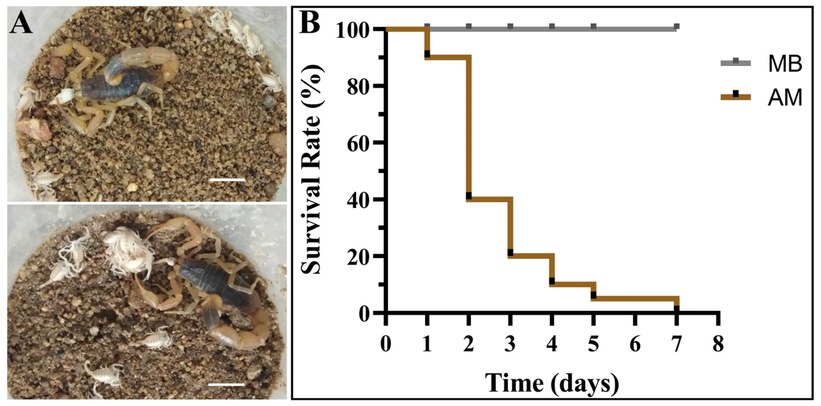 Insects 15 00726 g004