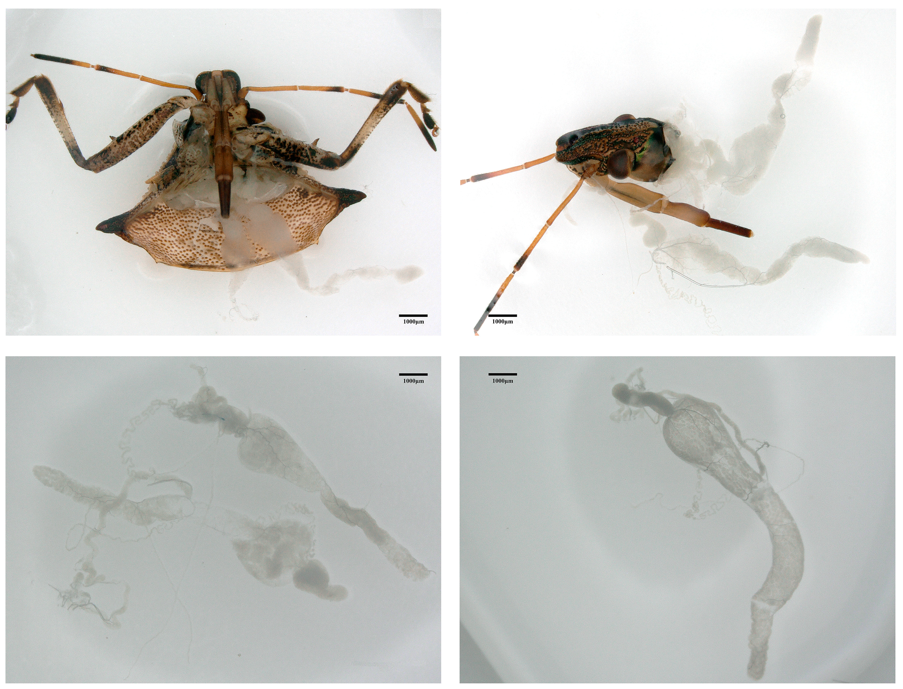 Insects 15 00727 g001