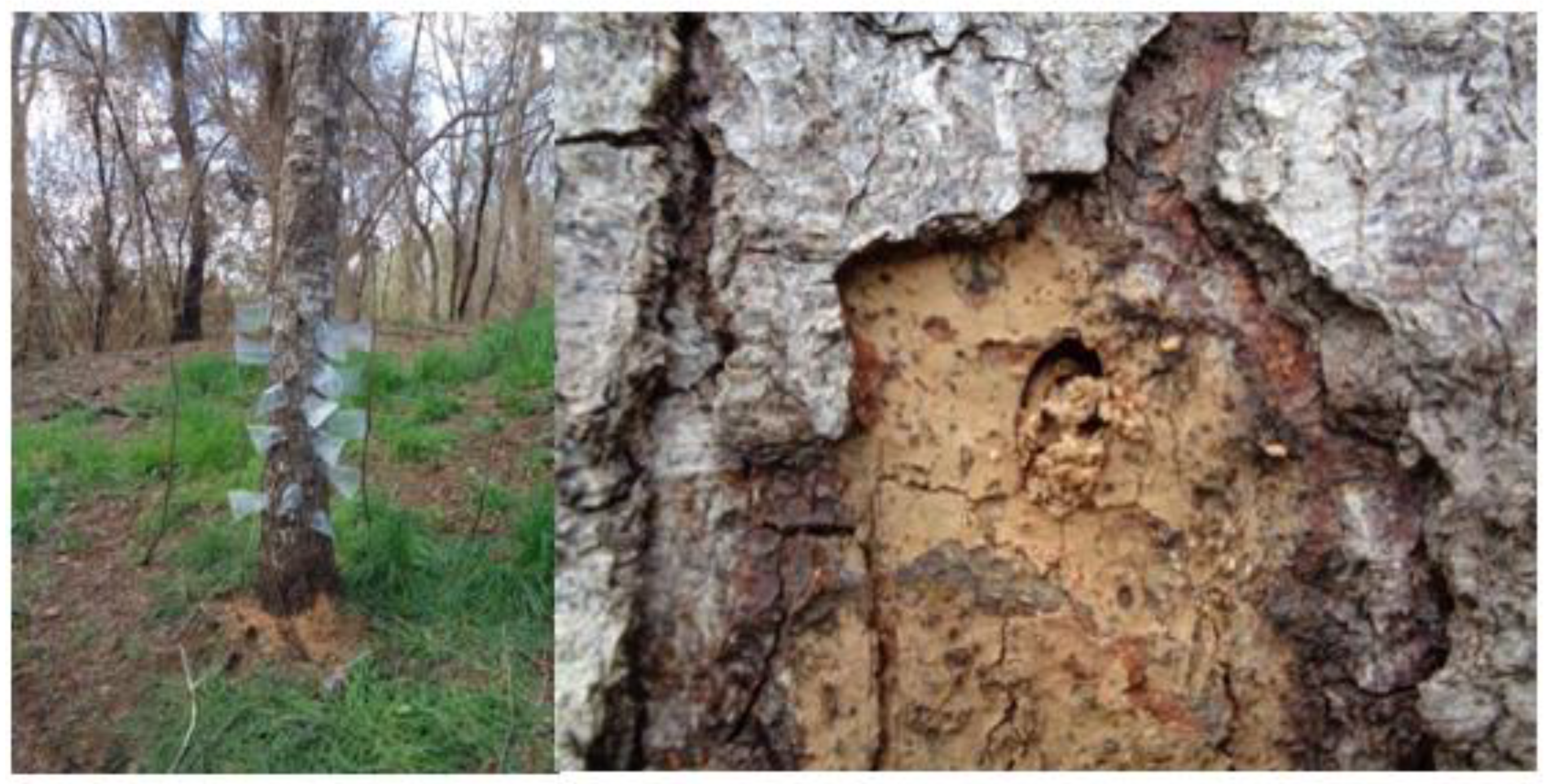 Insects 15 00741 g001