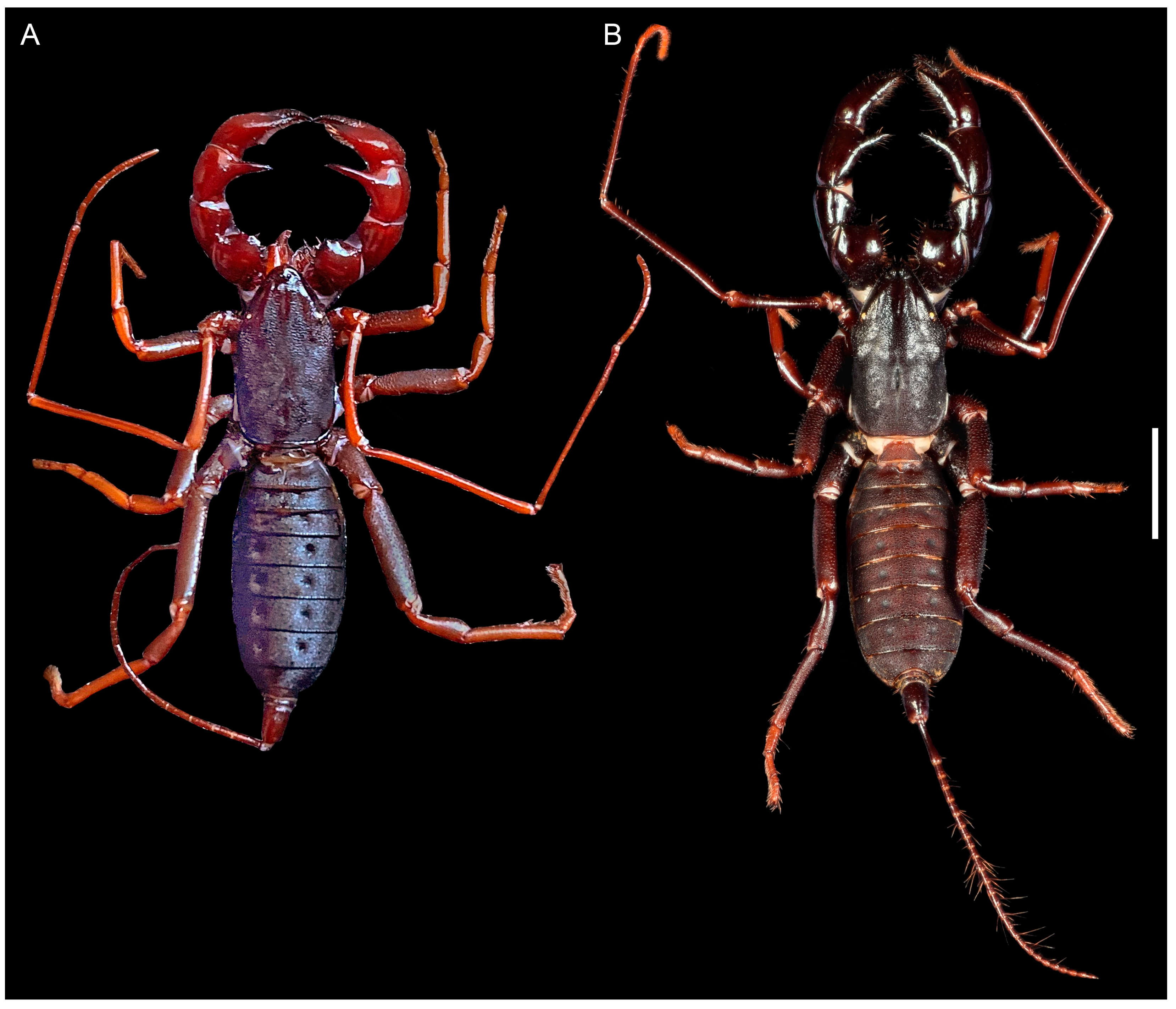 Insects 15 00761 g003