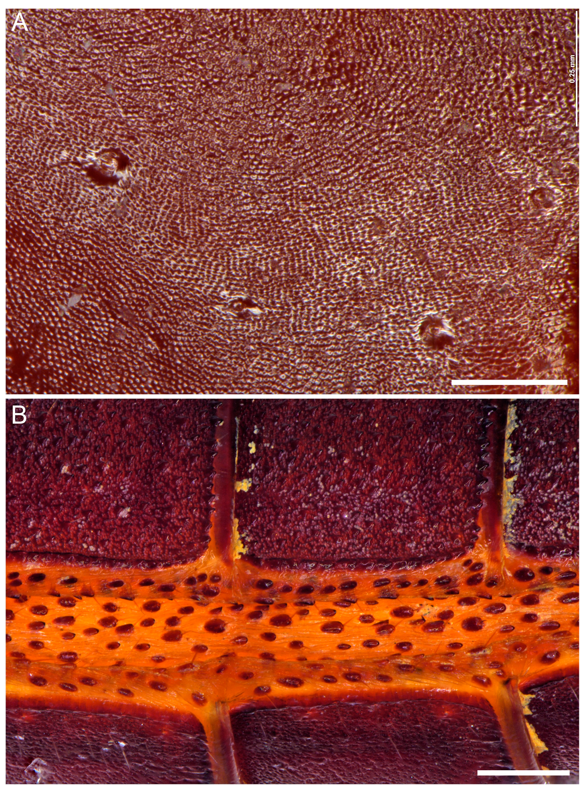 Insects 15 00761 g009