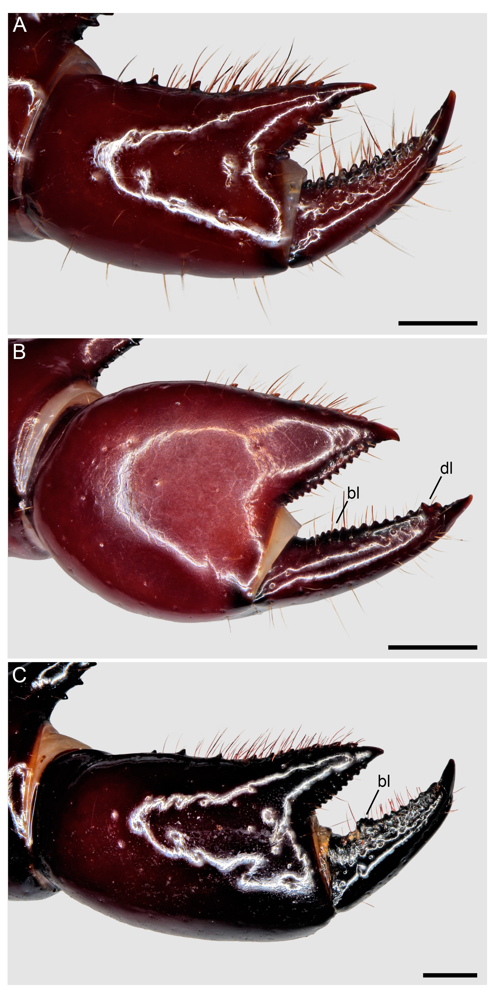 Insects 15 00761 g017