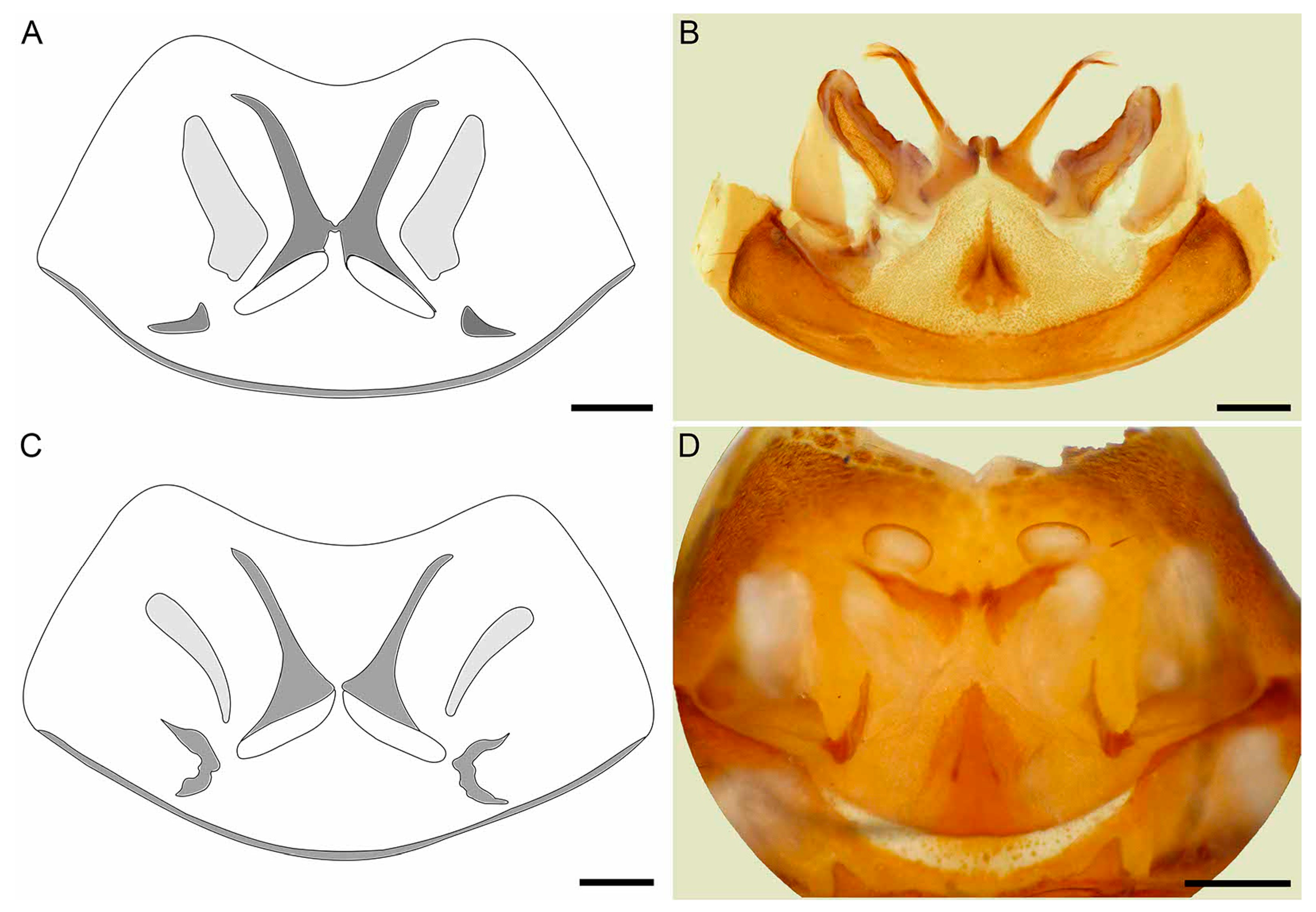 Insects 15 00761 g019