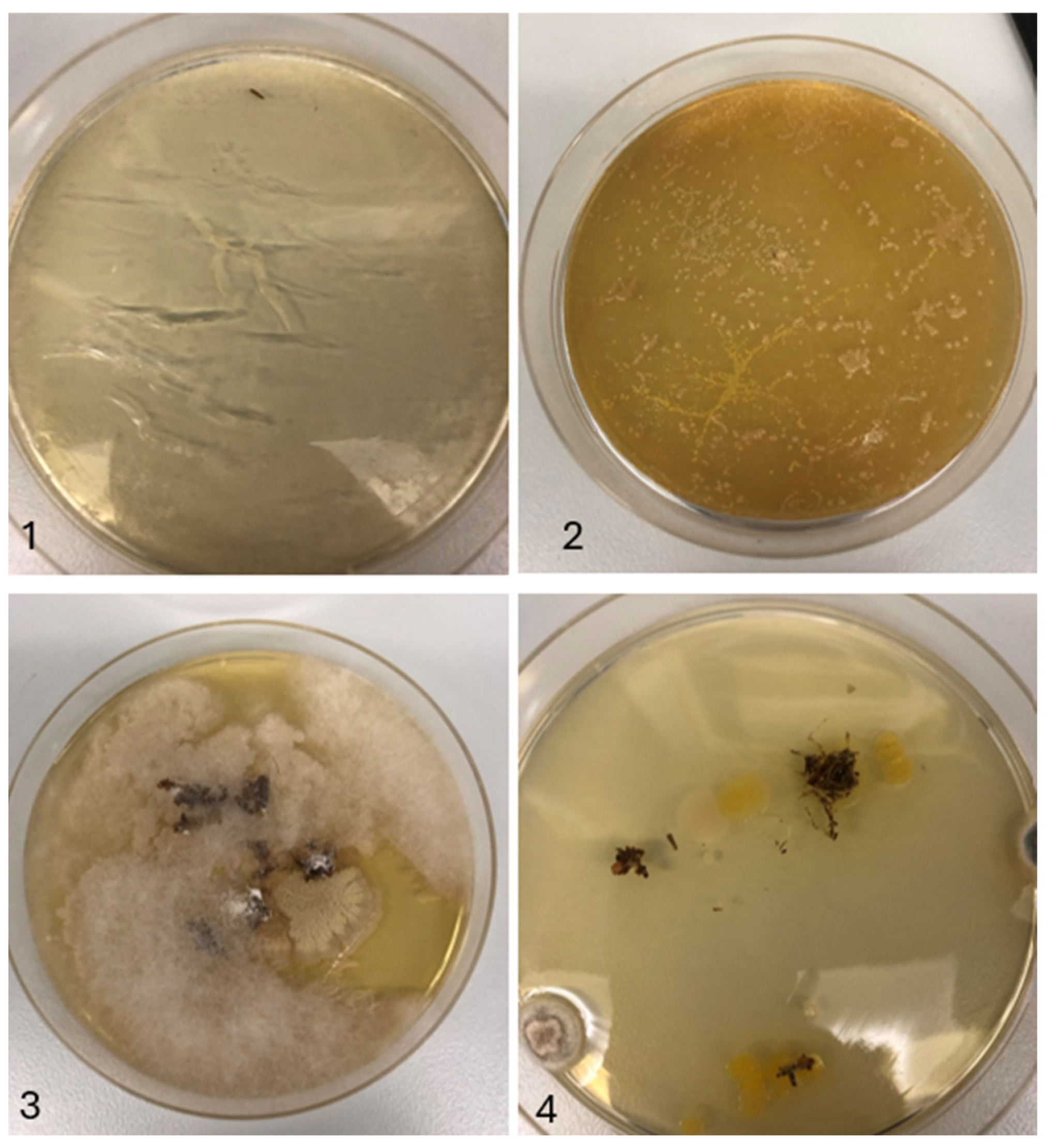 Insects 15 00764 g0a2