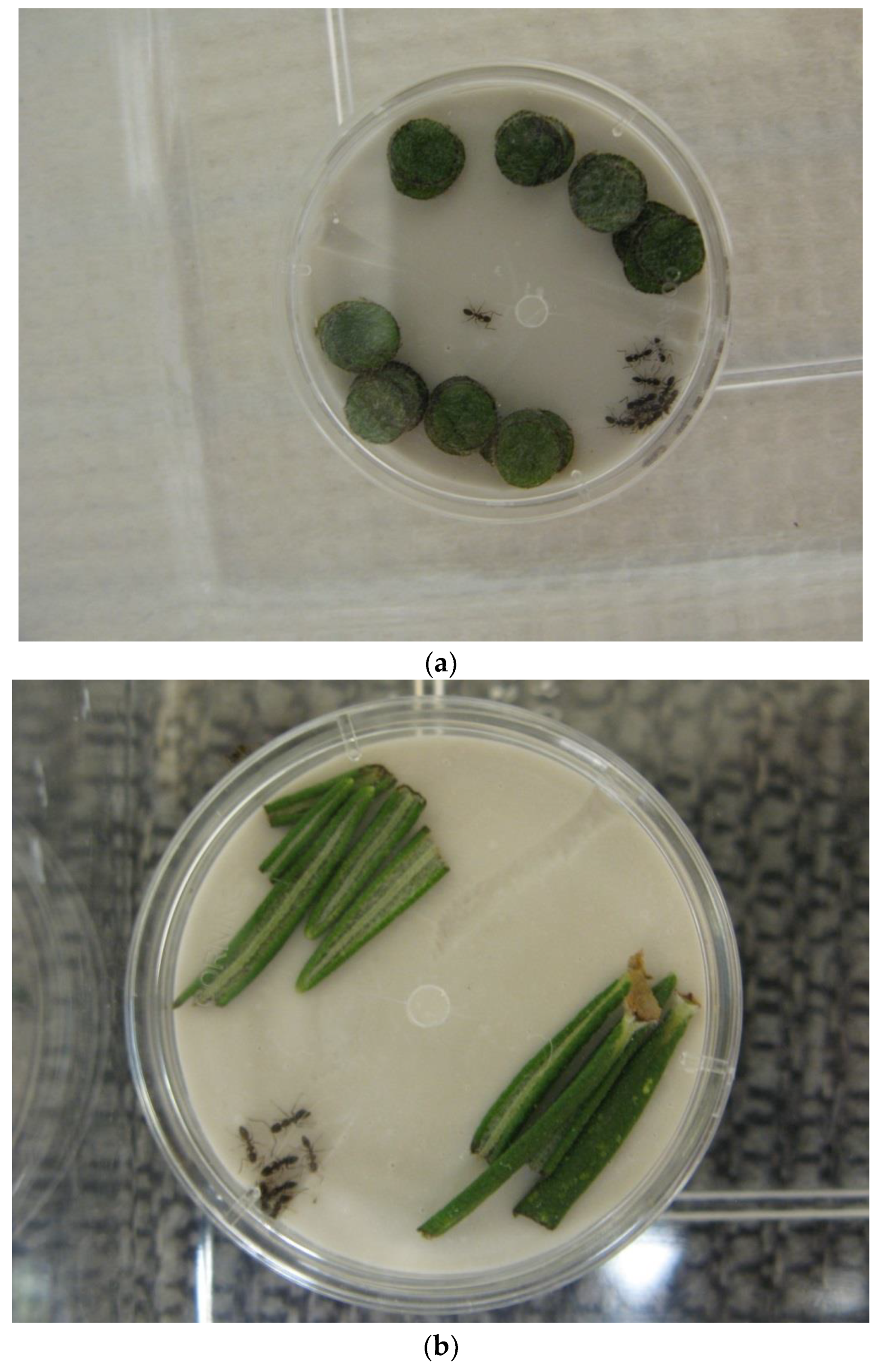 Insects 15 00768 g001