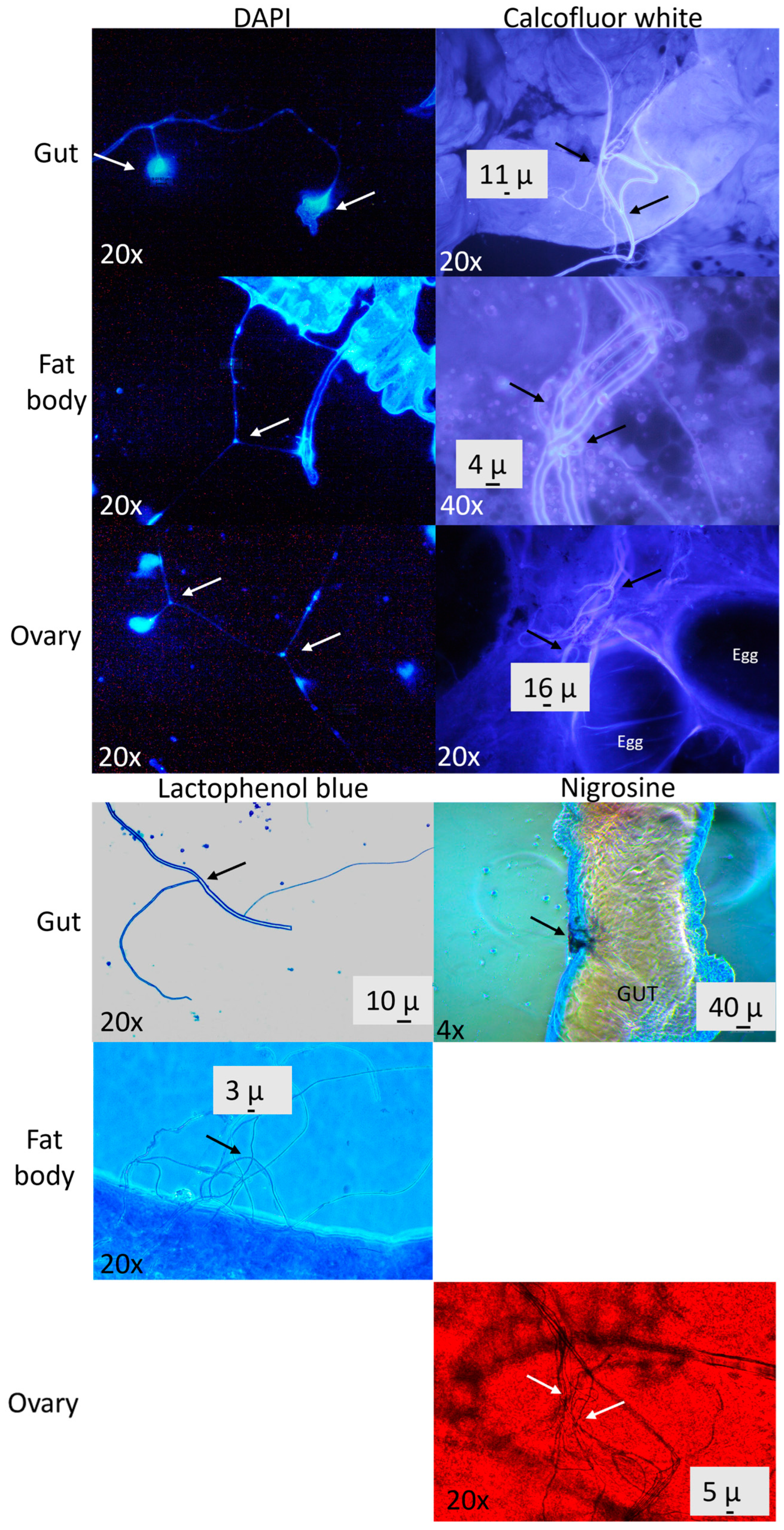 Insects 15 00783 g002
