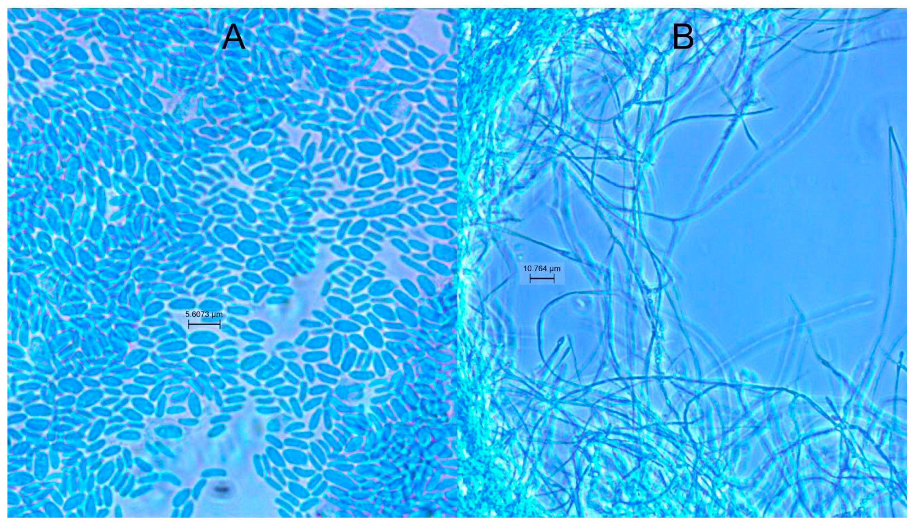 Insects 15 00783 g006